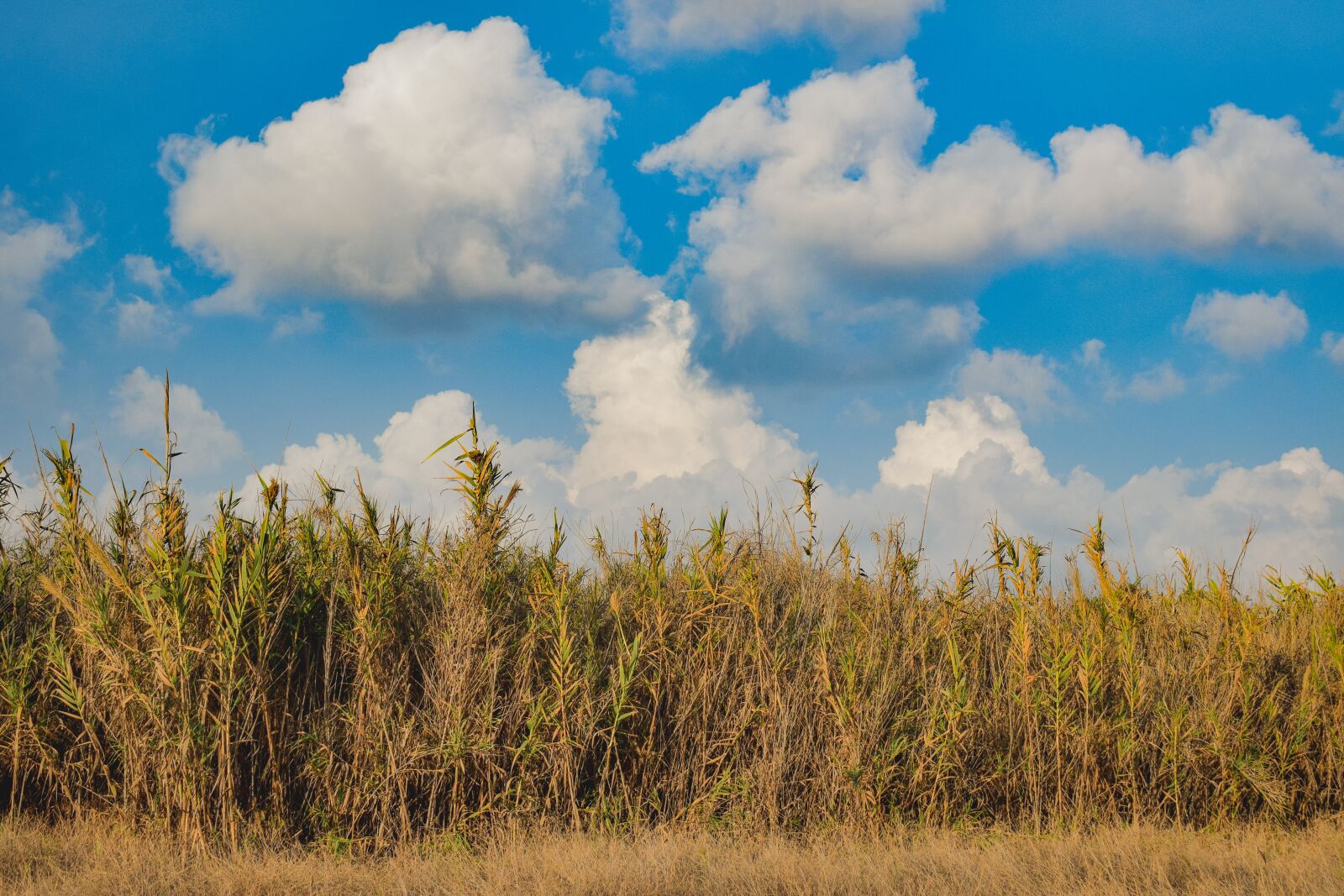Nikon D3300 sample photo. Reeds, sky, nature photography