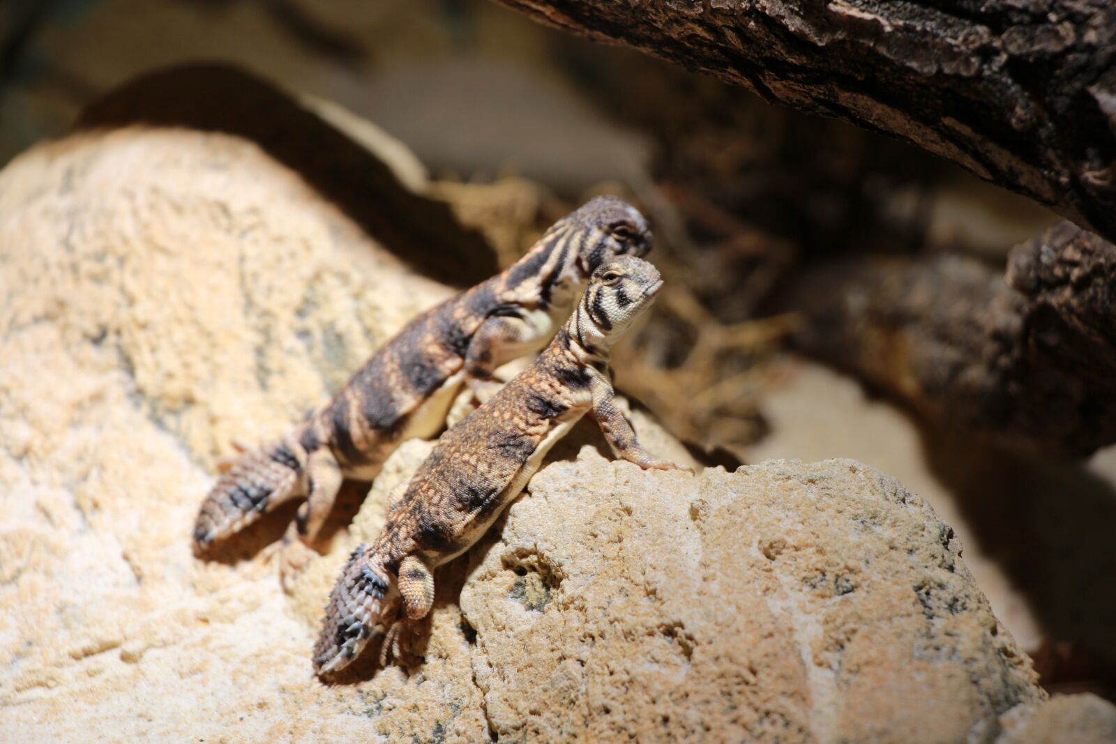 Canon EOS 650D (EOS Rebel T4i / EOS Kiss X6i) sample photo. Lizard, reptile photography