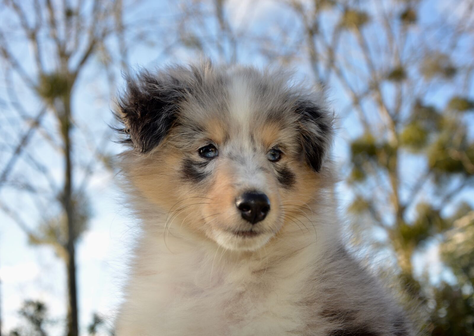Nikon D5200 sample photo. Dog, bitch, puppy photography