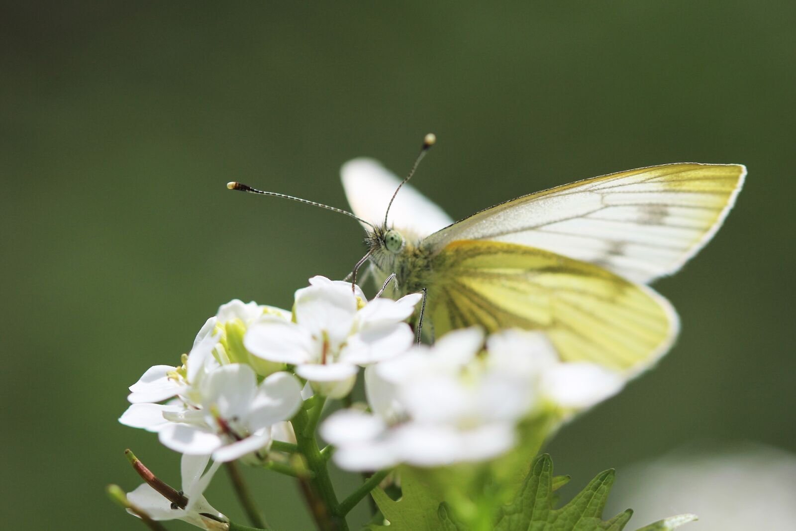 Canon EOS 600D (Rebel EOS T3i / EOS Kiss X5) + Canon EF 100mm F2.8 Macro USM sample photo. Butterfly, white, nature photography