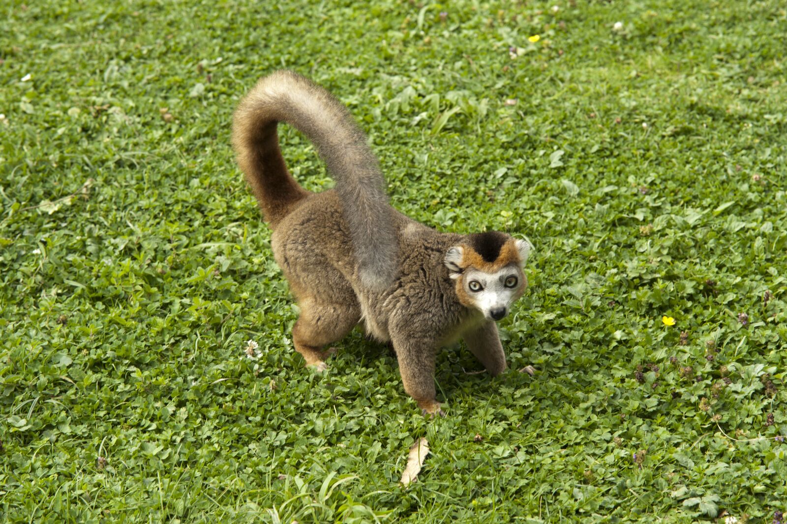 Nikon D700 sample photo. Lemur, park felines, animals photography