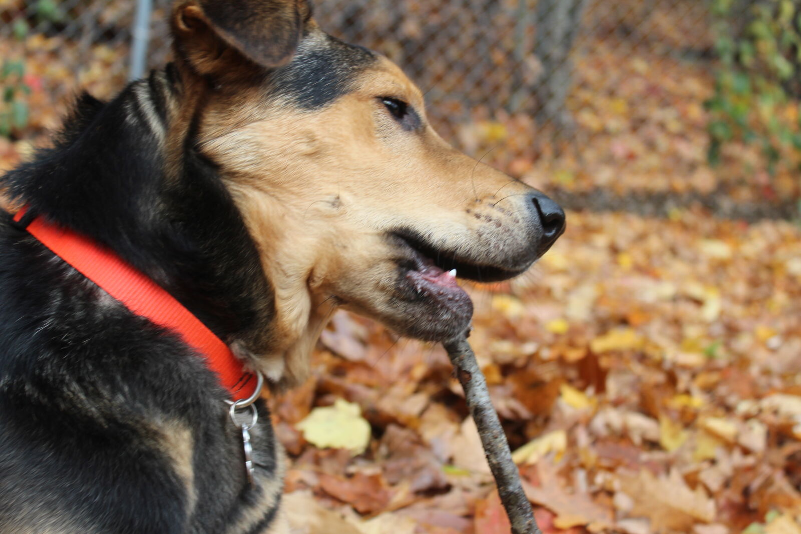 Canon EOS 1200D (EOS Rebel T5 / EOS Kiss X70 / EOS Hi) sample photo. Dog, german, shepherd, rescue photography