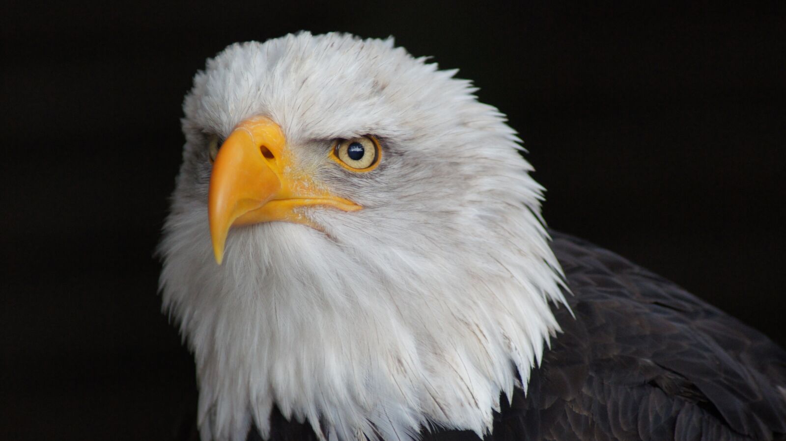 Sony SLT-A55 (SLT-A55V) sample photo. Adler, close up, deer photography