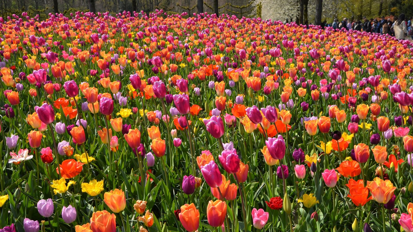 Nikon D7000 sample photo. Flower meadow, tulips, bloom photography