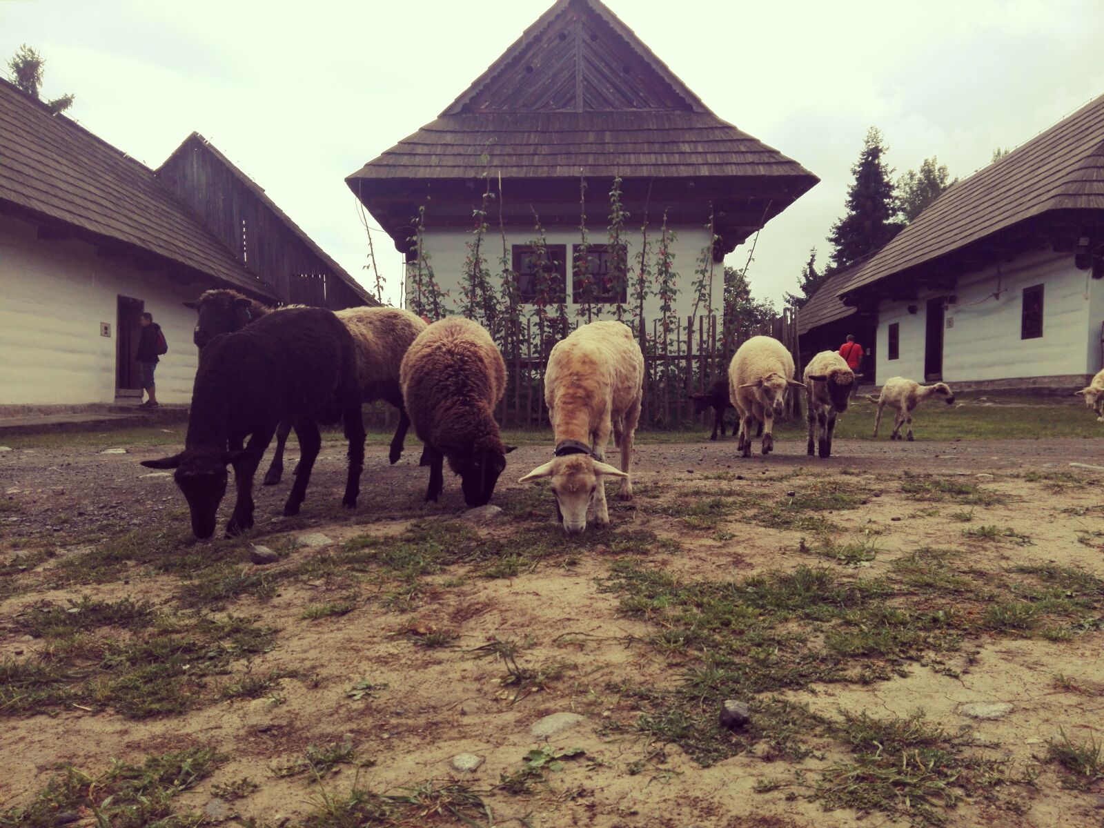 HUAWEI P8 Lite sample photo. The countryside, sheep, hamlet photography