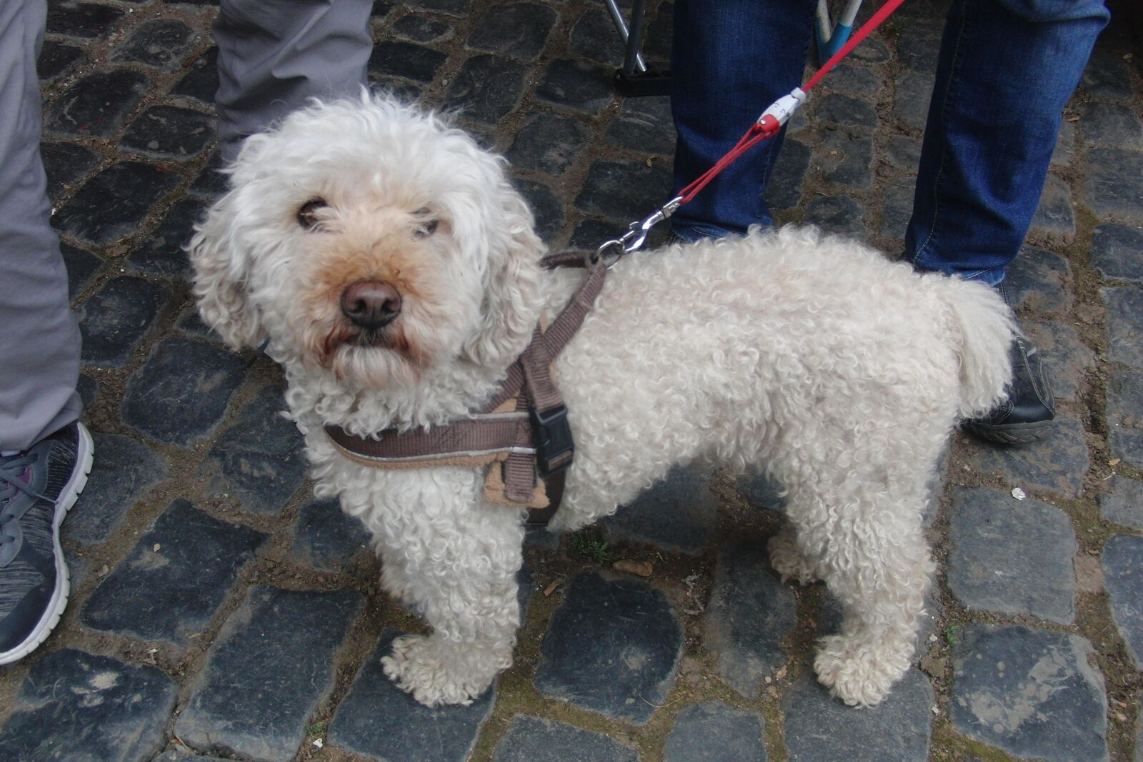 CASIO EX-FC100 sample photo. Dog, small dog, pet photography