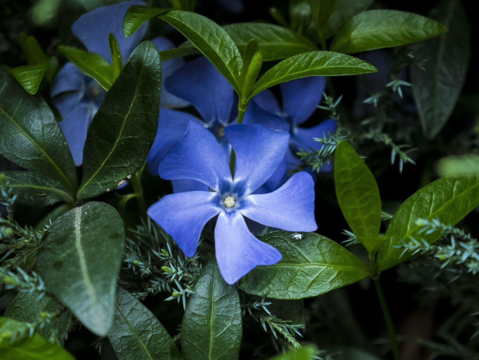 Panasonic Lumix DMC-GX85 (Lumix DMC-GX80 / Lumix DMC-GX7 Mark II) + LUMIX G VARIO 14-42/F3.5-5.6 II sample photo. Blue, flower, flowers photography