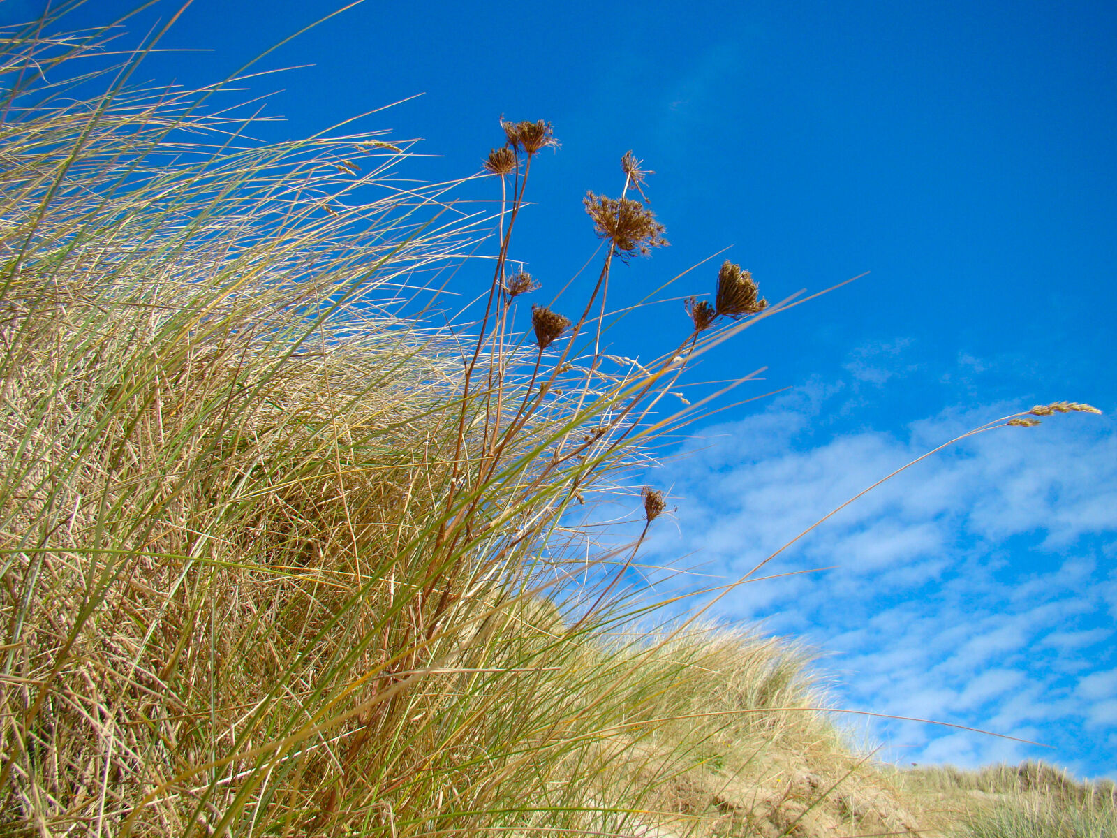 Sony Cyber-shot DSC-H50 sample photo. Dunes, grass, ireland, summer photography