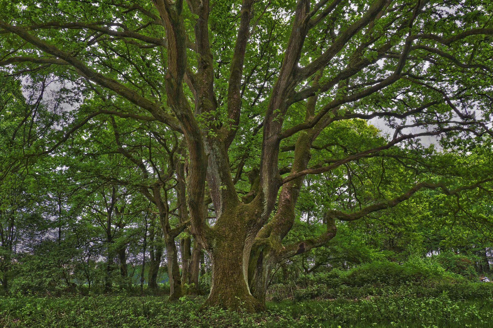 Olympus OM-D E-M10 sample photo. Tree, nature, landscape photography