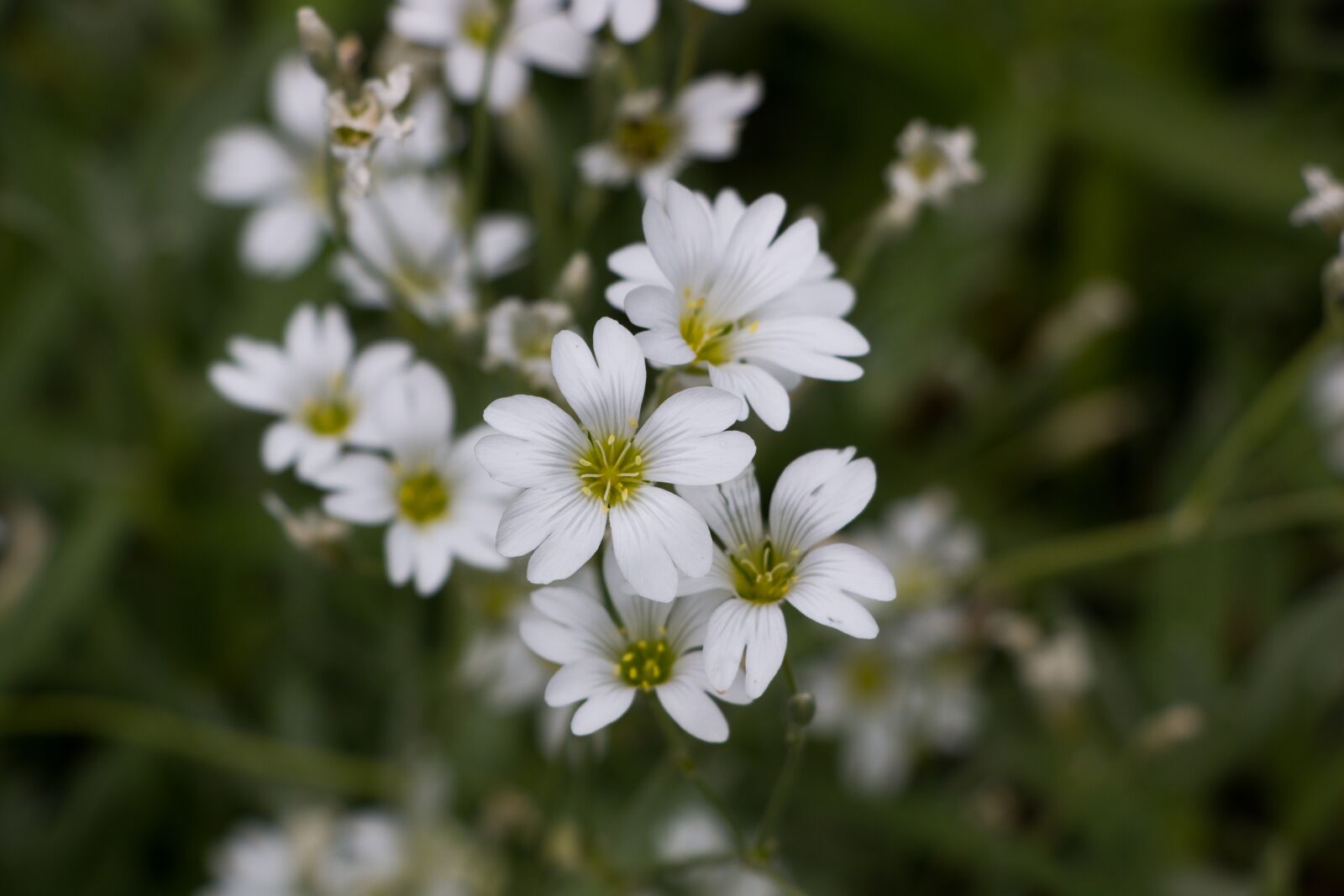 Canon EF-S 18-135mm F3.5-5.6 IS USM sample photo. Flower, nature, plant photography