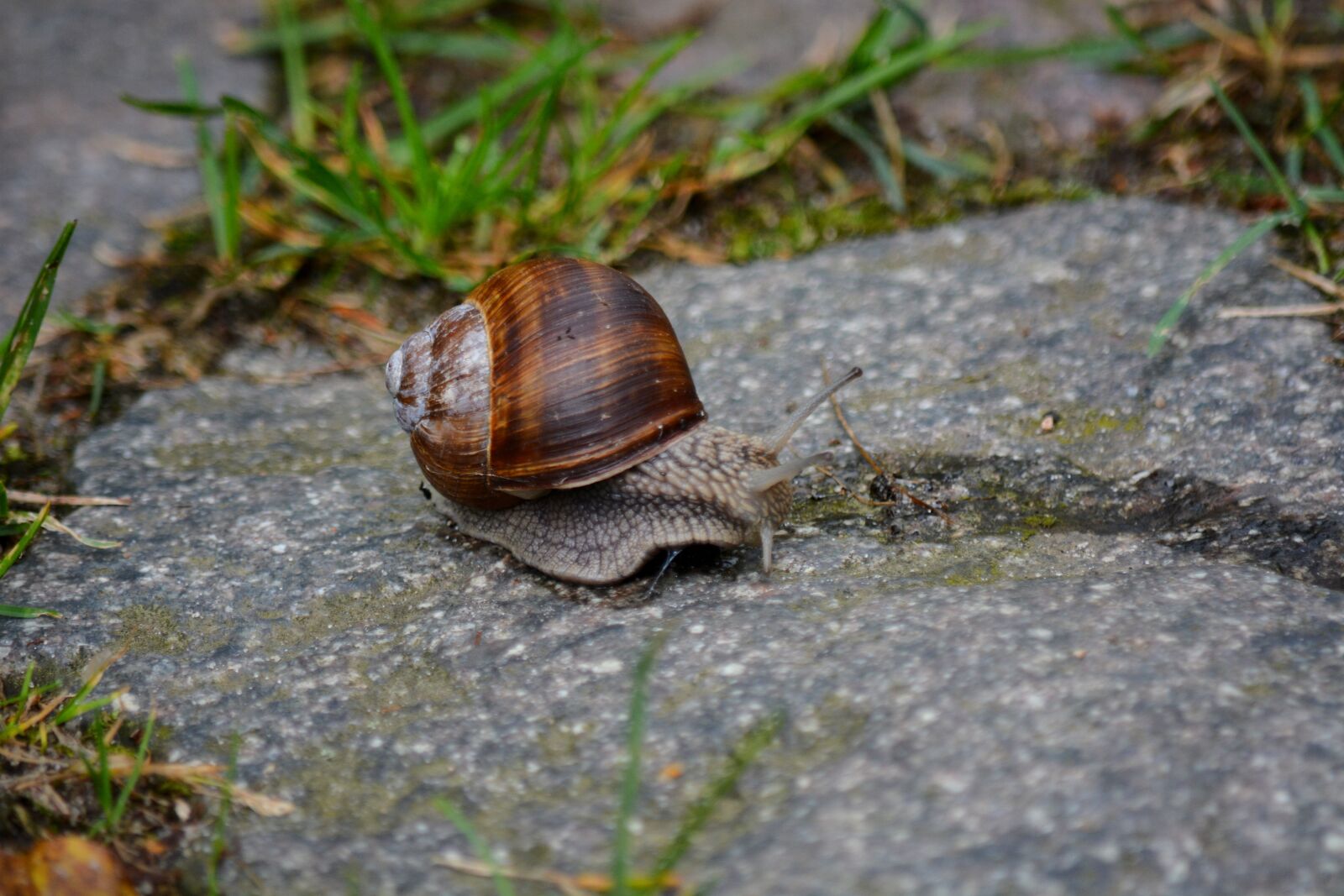 Nikon D7100 sample photo. Animals, snail, house photography
