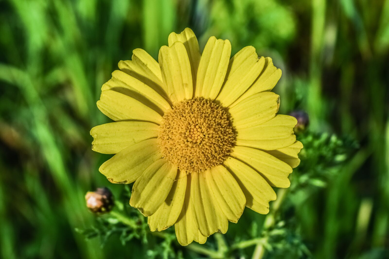 Nikon D3300 sample photo. Daisy, flower, nature photography