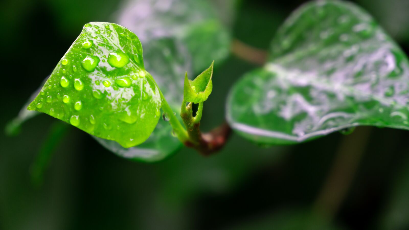 Sony a6500 sample photo. Leaf, green, rain photography