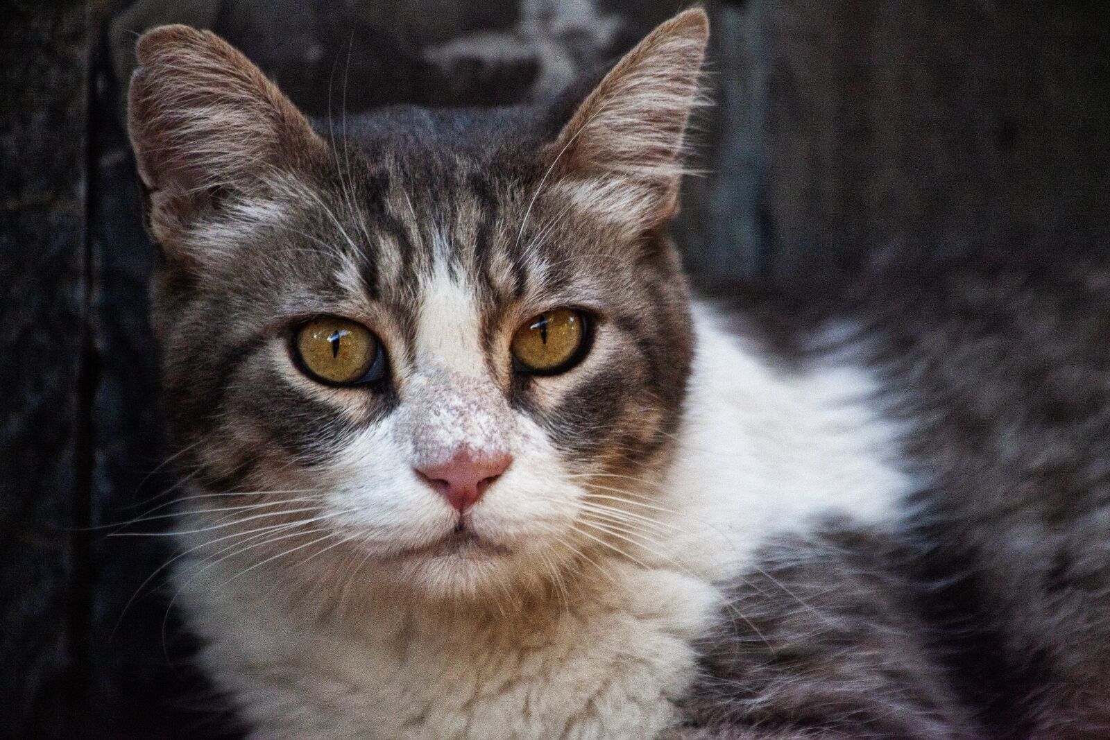 Canon EOS 5D Mark II sample photo. Cat, kitten, animal photography