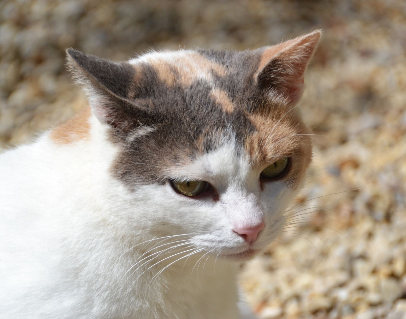 Nikon D3100 sample photo. Pussy, eyes, cat eyes photography