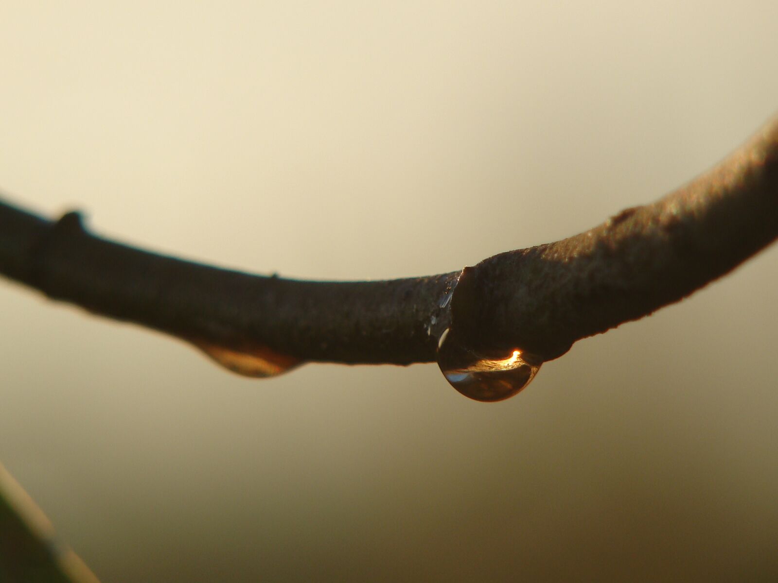 Sony Cyber-shot DSC-H50 sample photo. Drop, garden, branch photography
