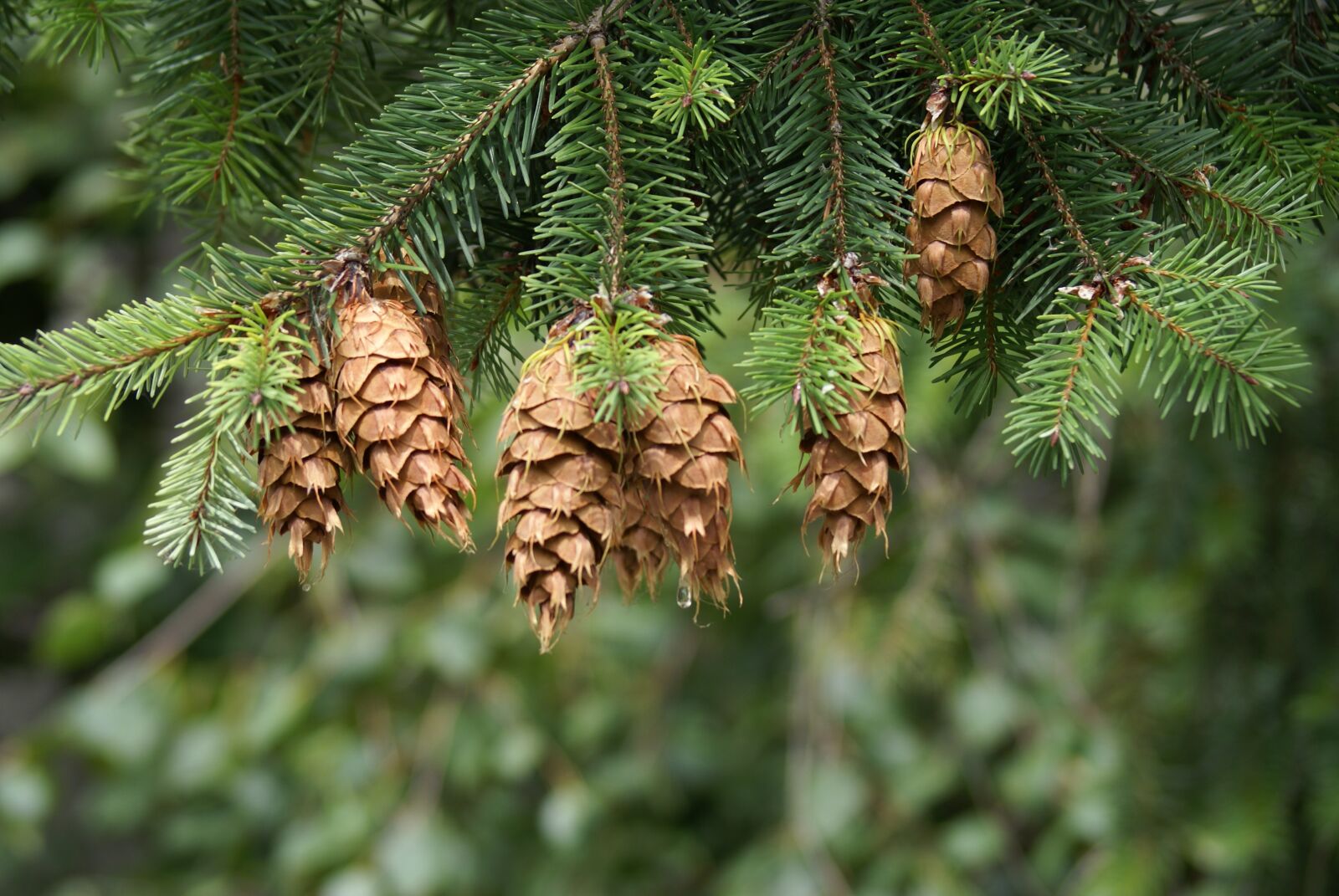 Sony Alpha DSLR-A100 sample photo. Pine cones, fir, decoration photography
