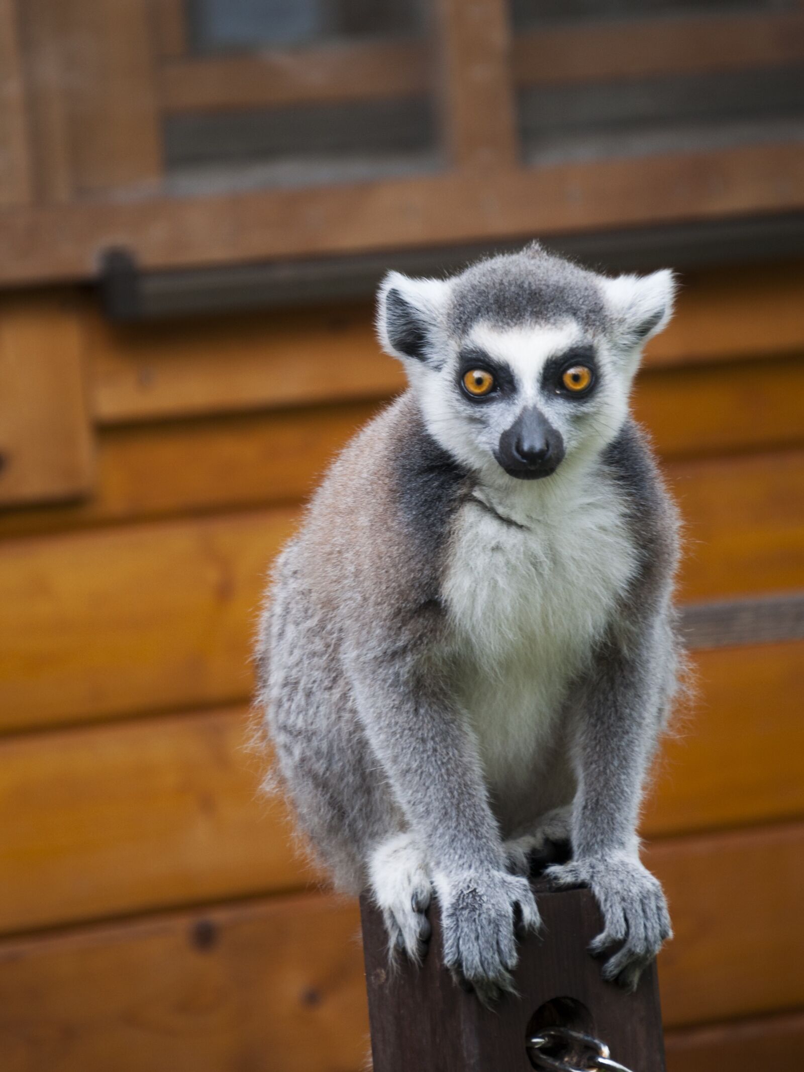 Nikon D5000 sample photo. Lemur, zoo, animal world photography