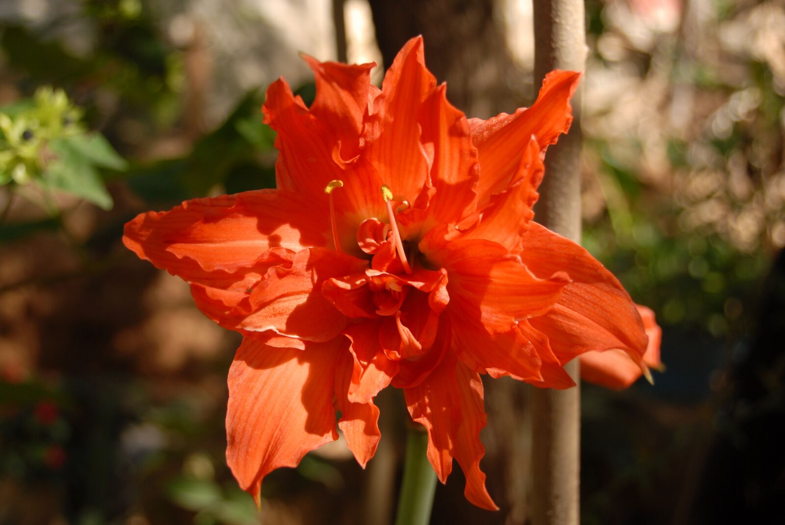 Nikon D200 sample photo. Banana orange, flower, wild photography