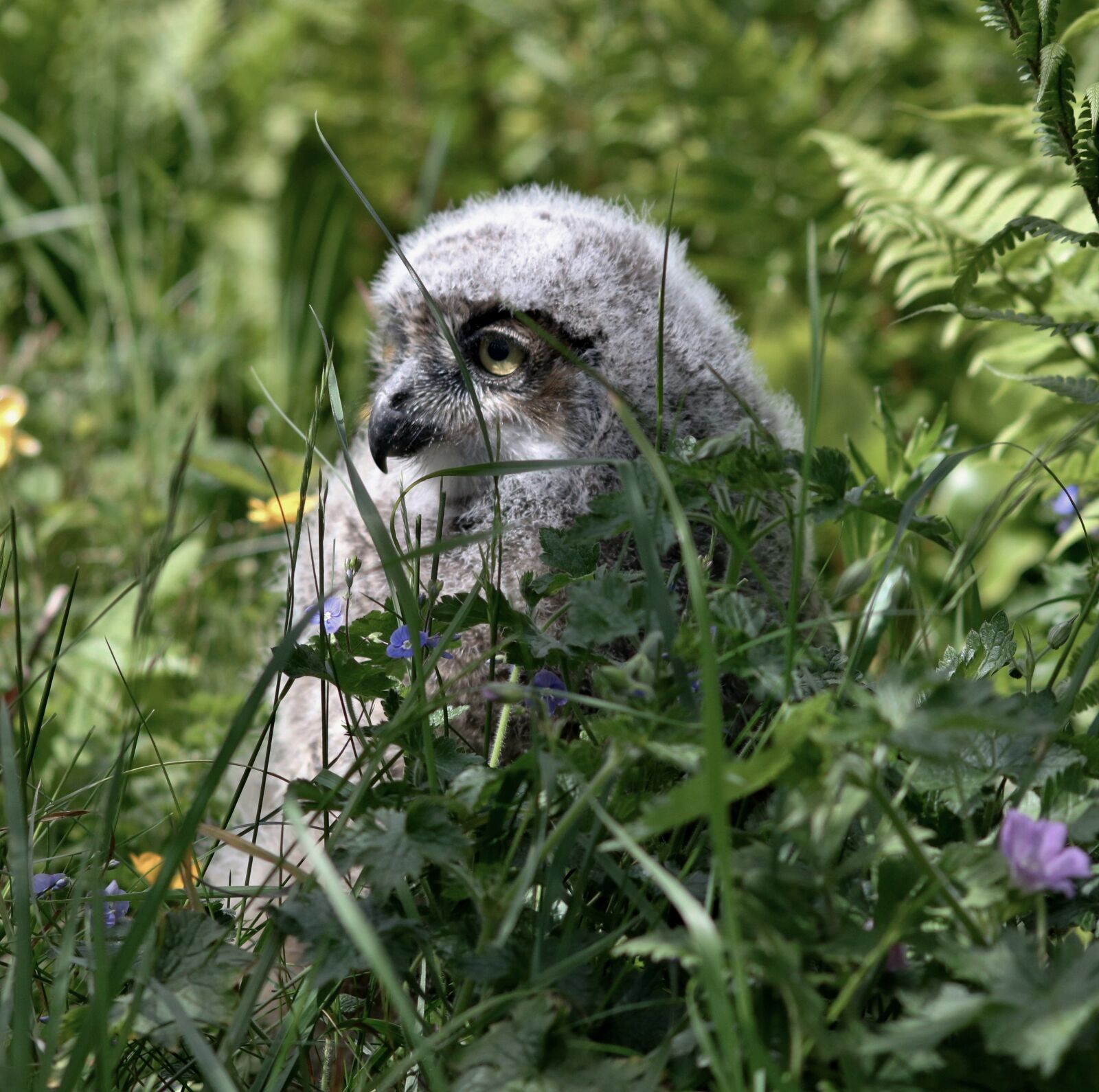 Canon EOS 750D (EOS Rebel T6i / EOS Kiss X8i) sample photo. Owl, baby owl, bird photography