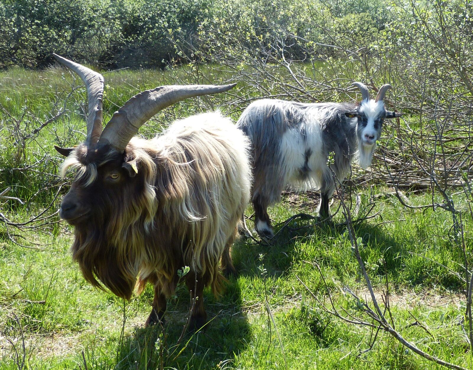 Panasonic Lumix DMC-FZ150 sample photo. Goats, billy goat, bock photography