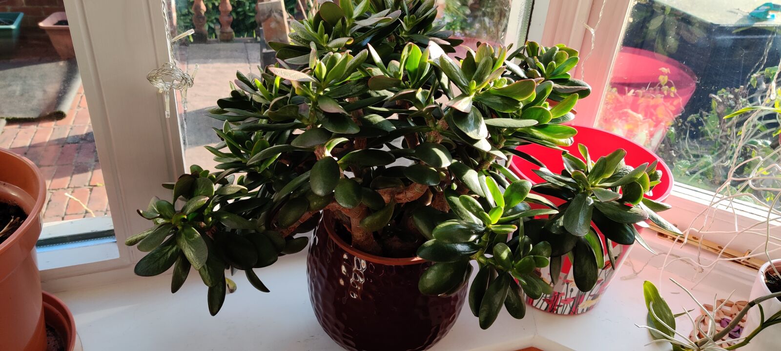 OnePlus HD1901 sample photo. Nice plant, green leaf photography