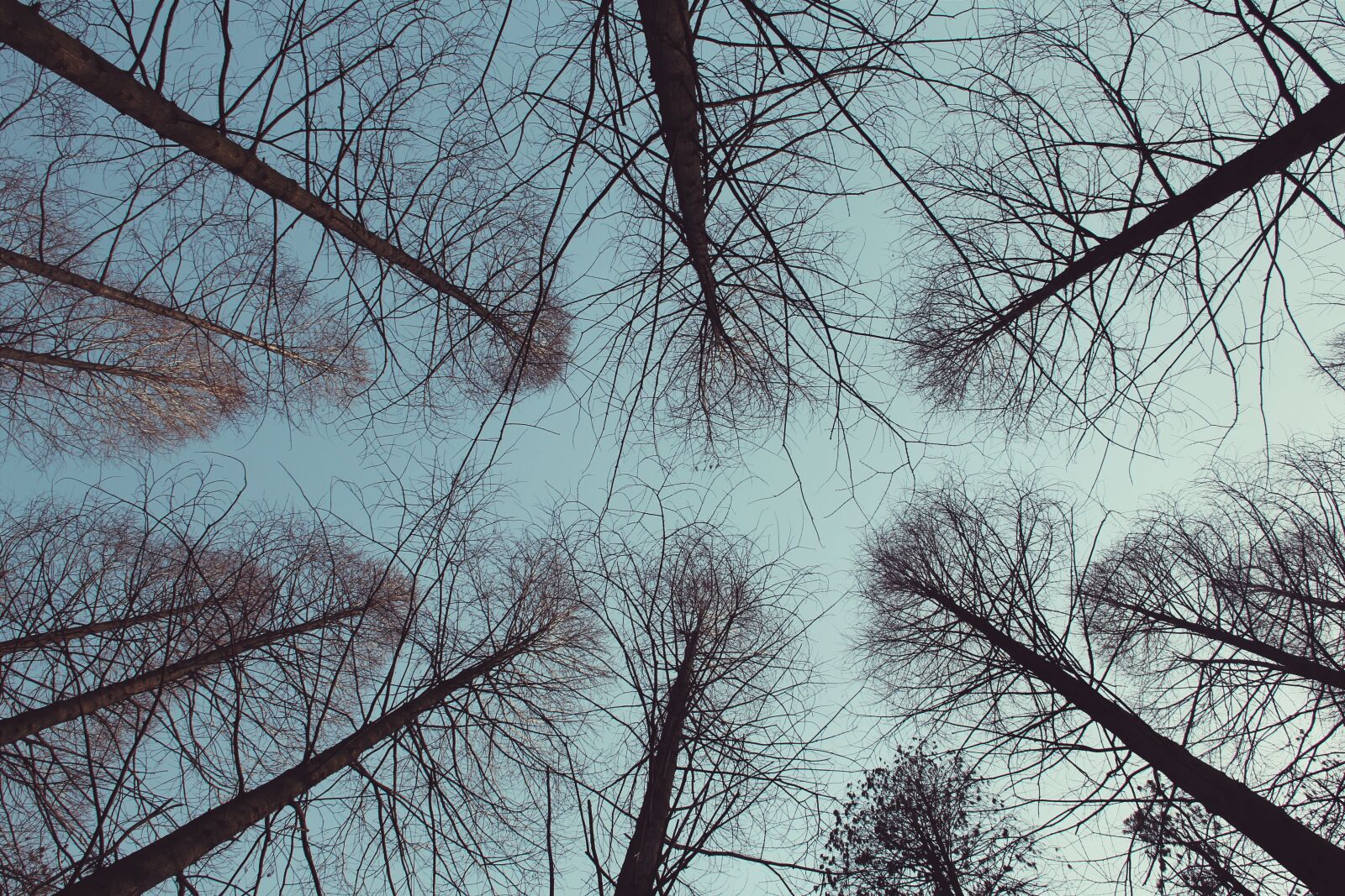 Canon EF-S 18-135mm F3.5-5.6 IS sample photo. Tree, forest, woods photography