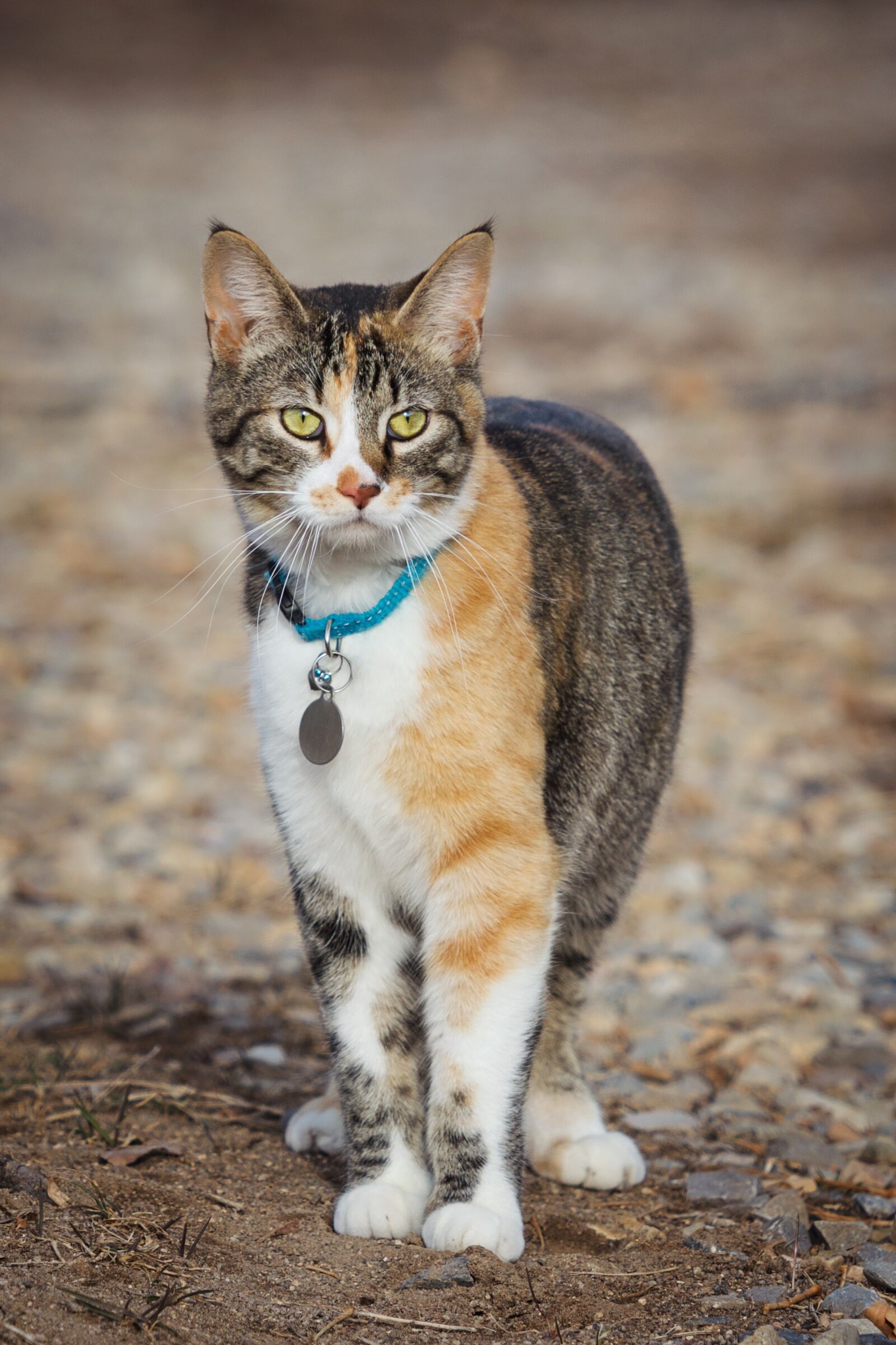 Nikon D7200 sample photo. Cute, animal, cat photography