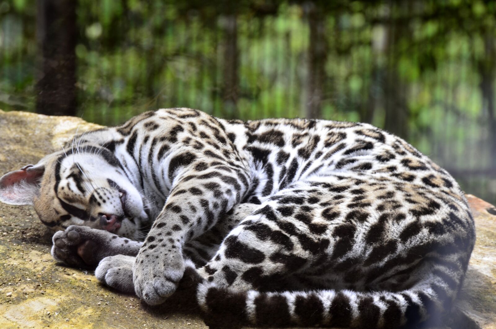 Nikon D7000 sample photo. Costa rica, ocelot, la photography