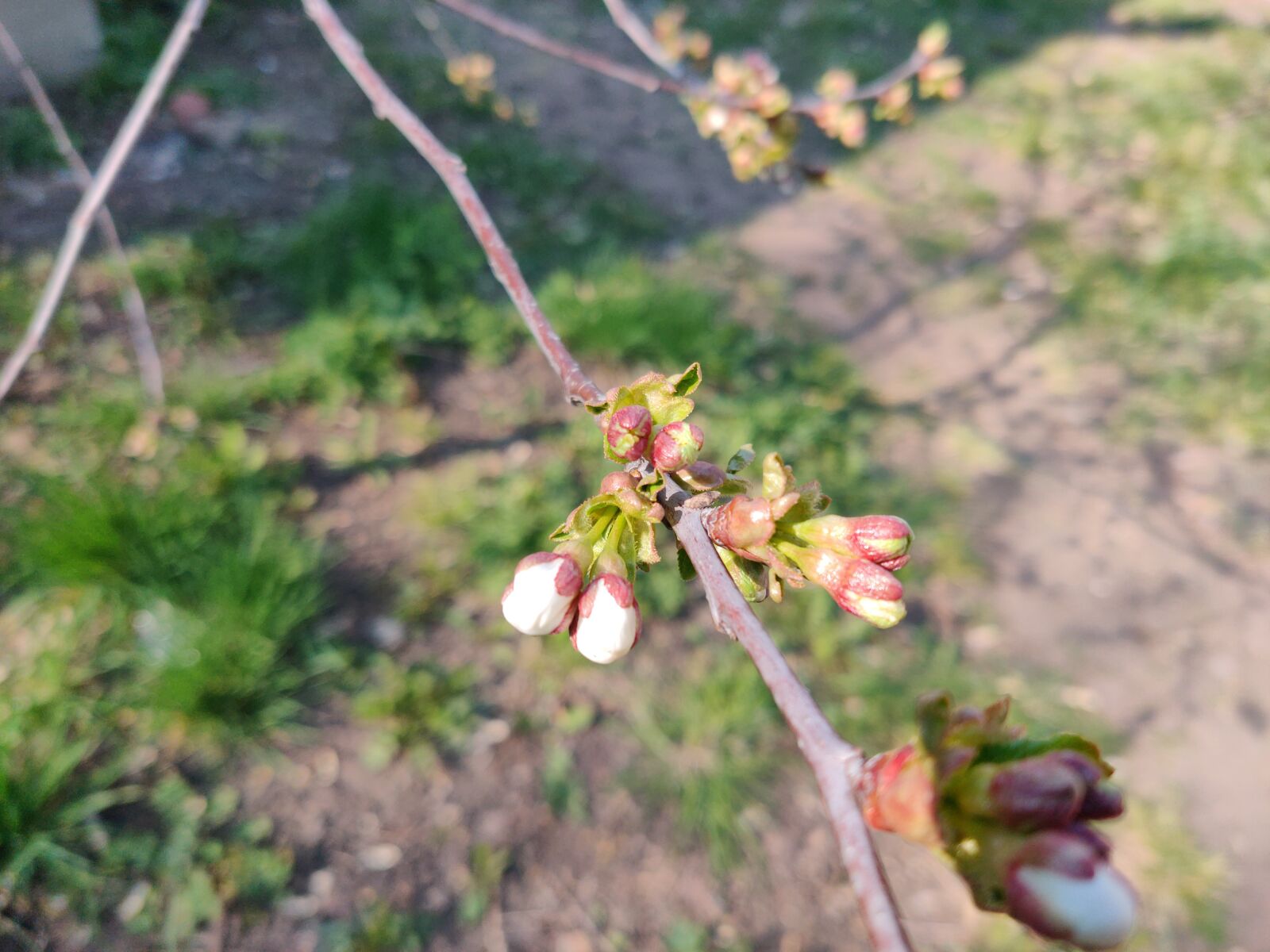 OnePlus GM1900 sample photo. Spring, flowers, cherry photography
