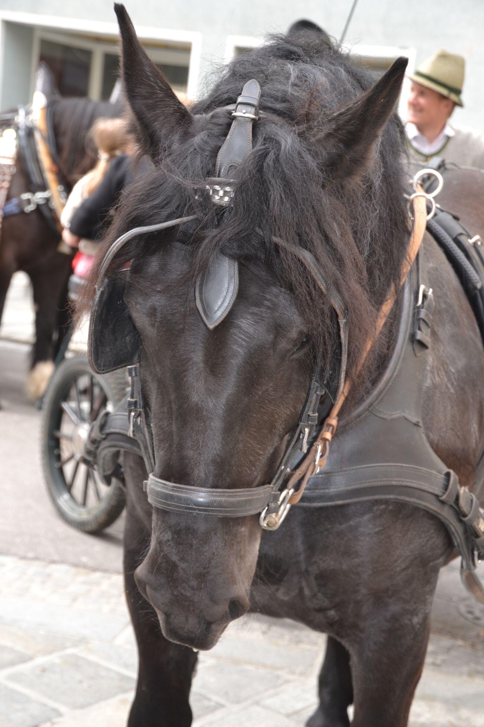 Nikon D3100 sample photo. Horse, kaltblut, cold blooded photography