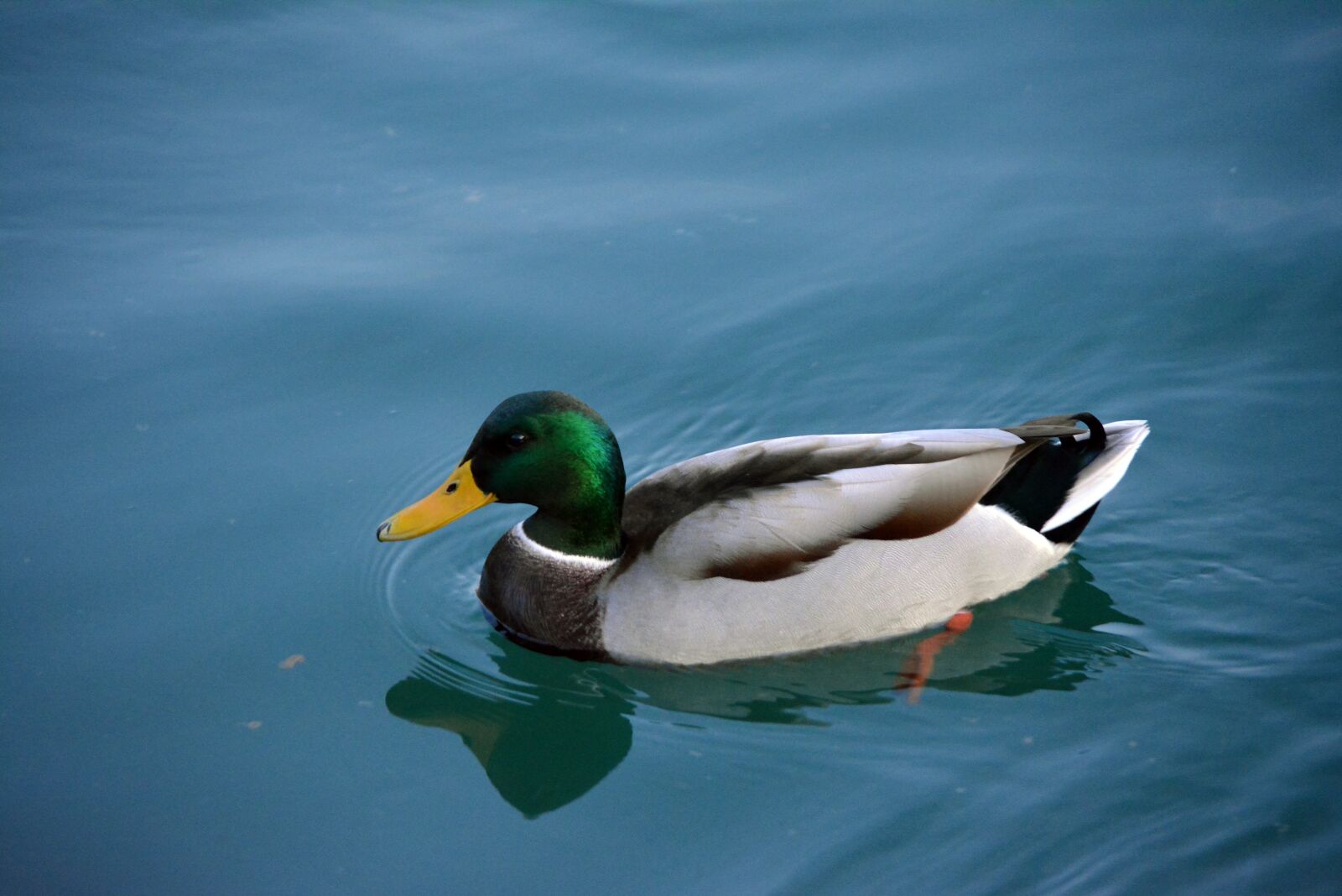 Nikon D5200 sample photo. Duck, auk, swimming duck photography