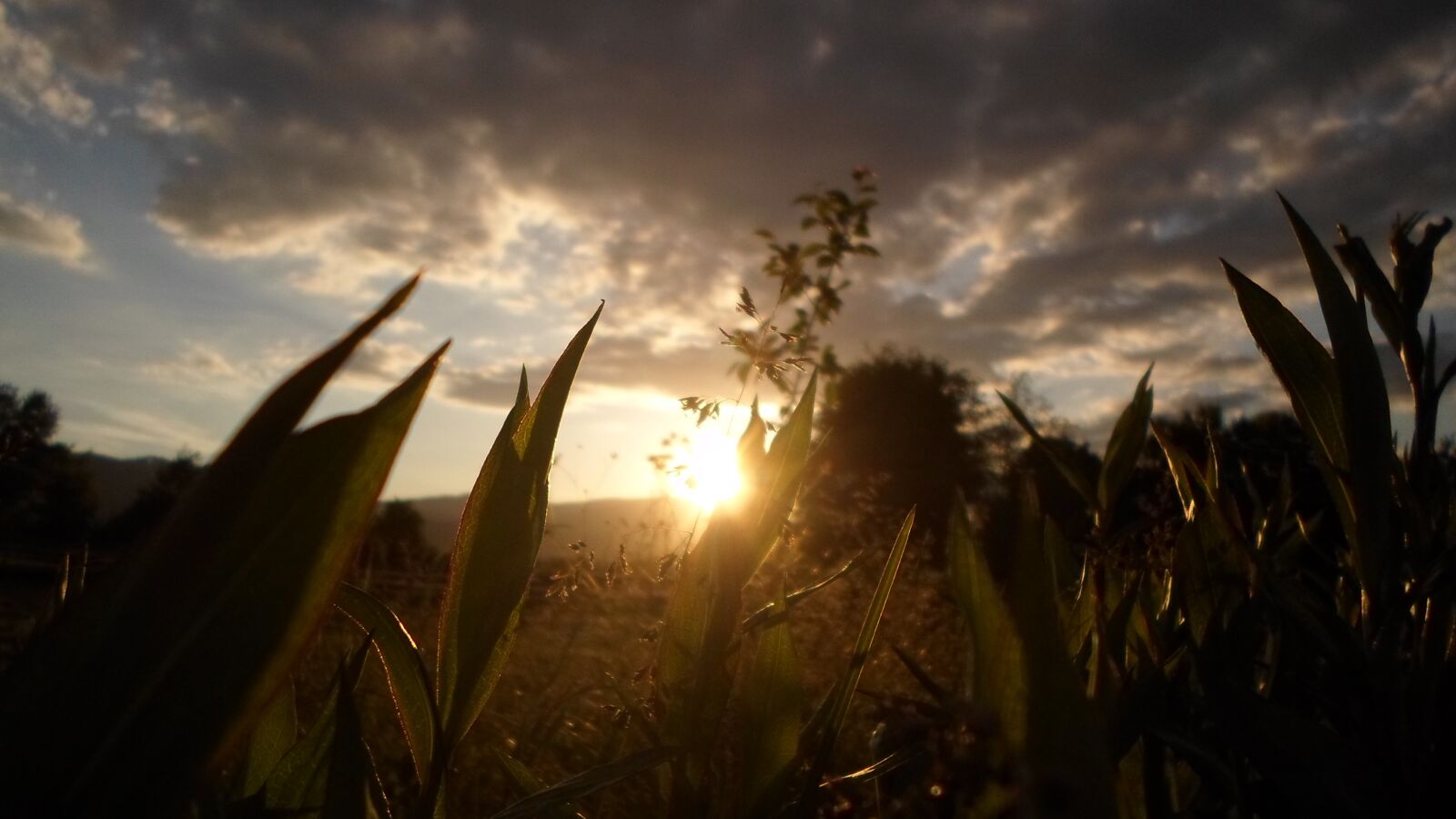 Samsung ES95 sample photo. Nature, nature photo, plants photography