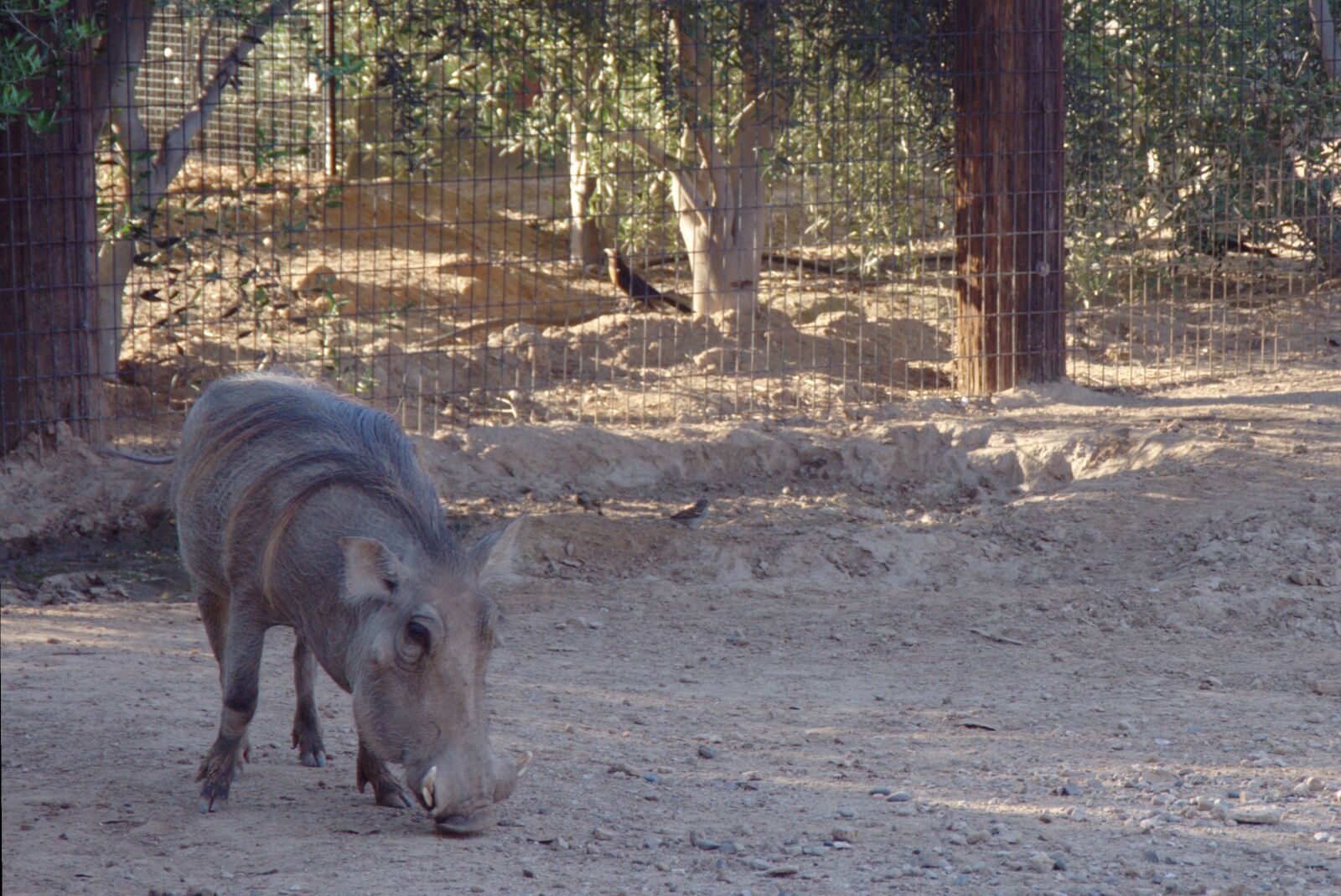 Pentax K-x sample photo. Warthog, pumba, zoo photography