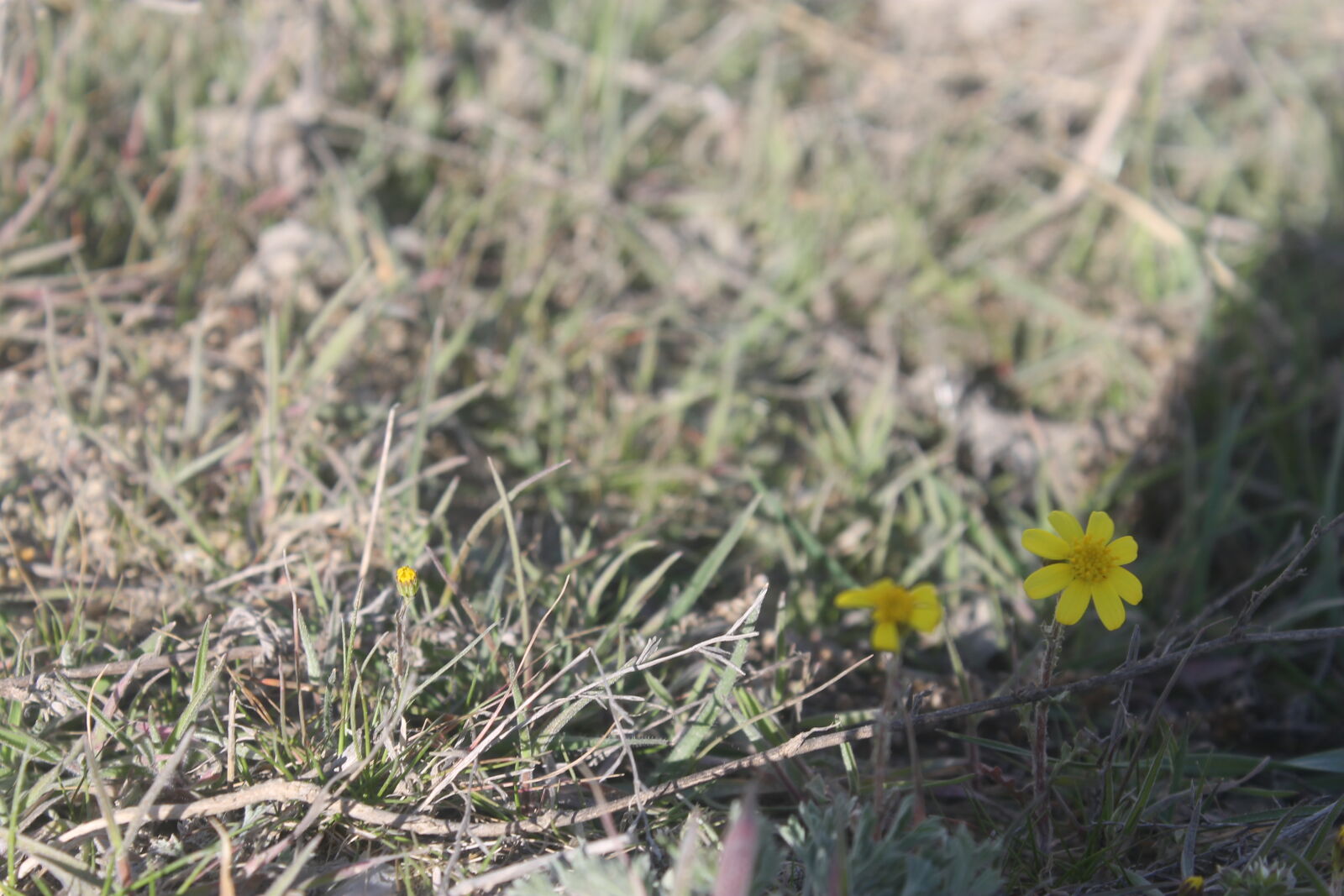Canon EOS 1100D (EOS Rebel T3 / EOS Kiss X50) sample photo. Kurdexani photography