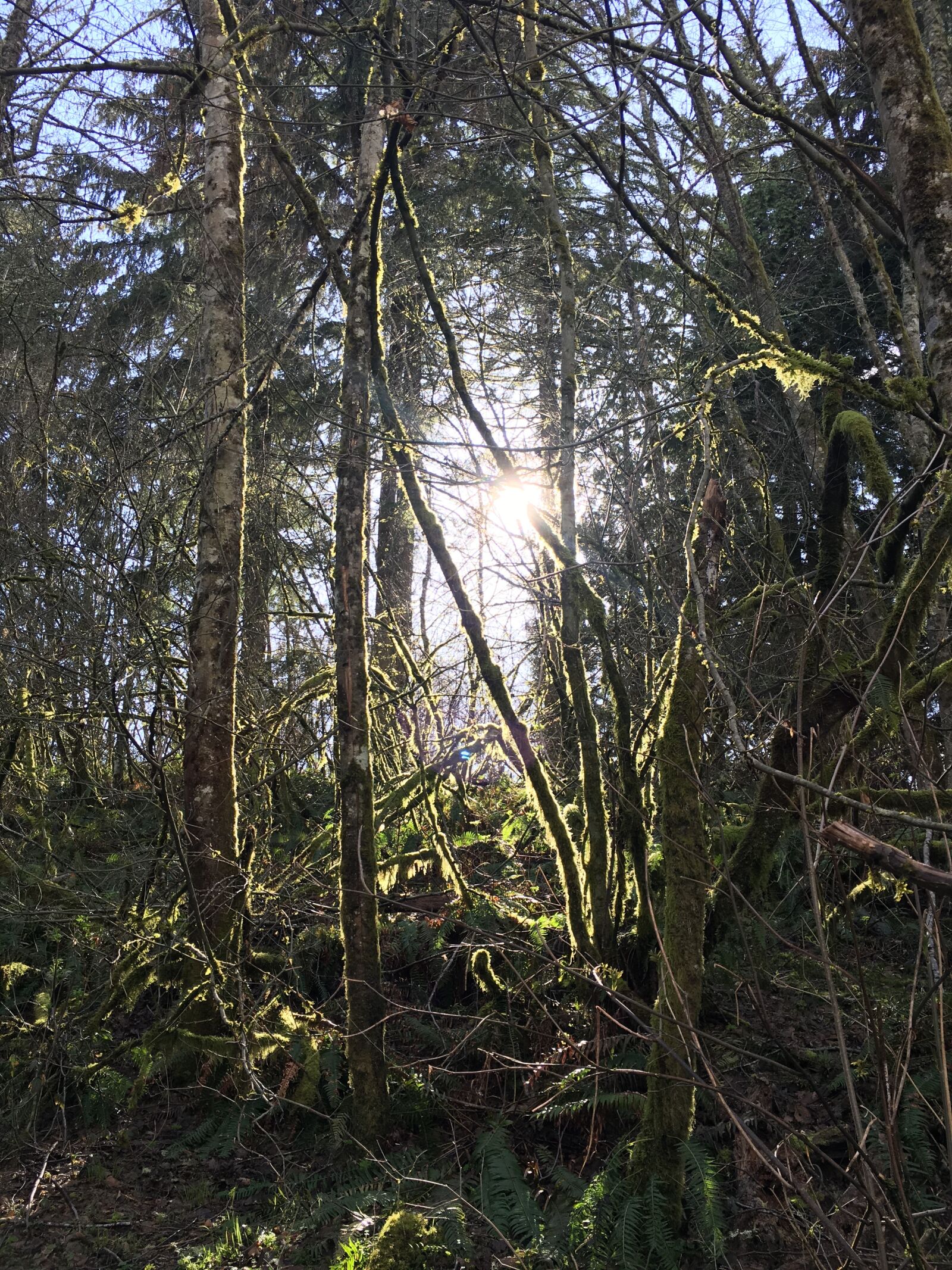 Apple iPhone 6s Plus sample photo. Path, woods, nature photography