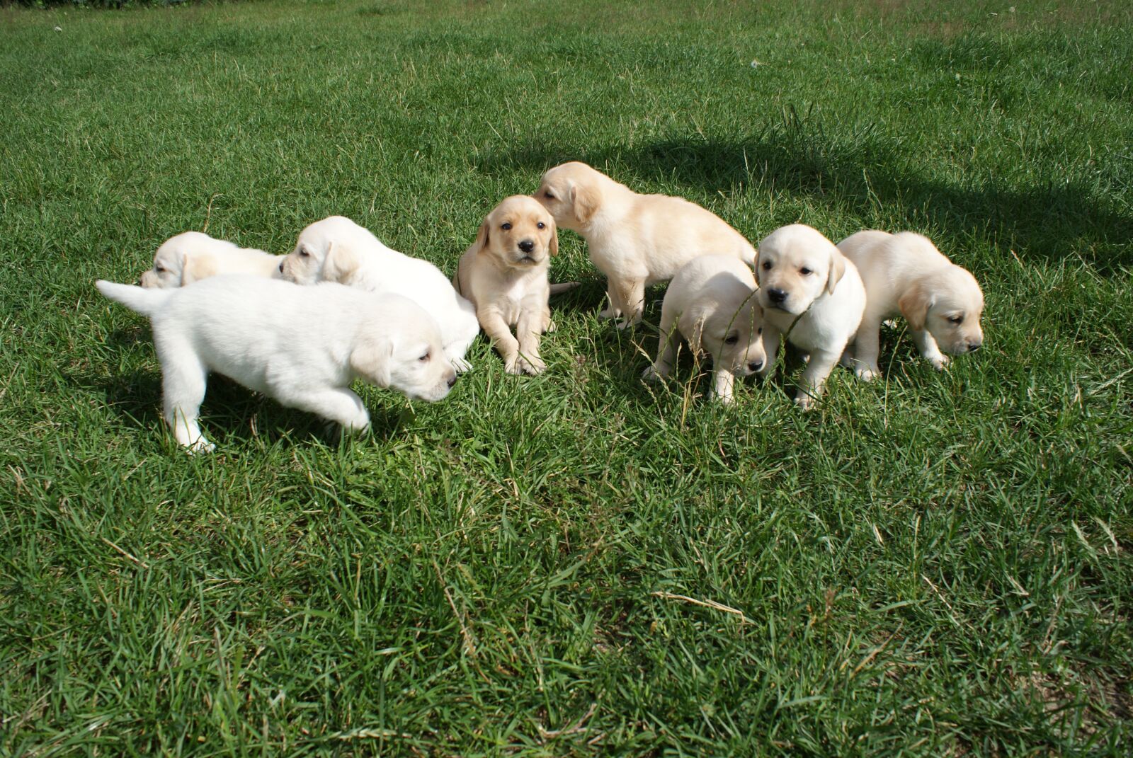 Sony Alpha DSLR-A200 sample photo. Puppies, labradors, biszkoptowe photography