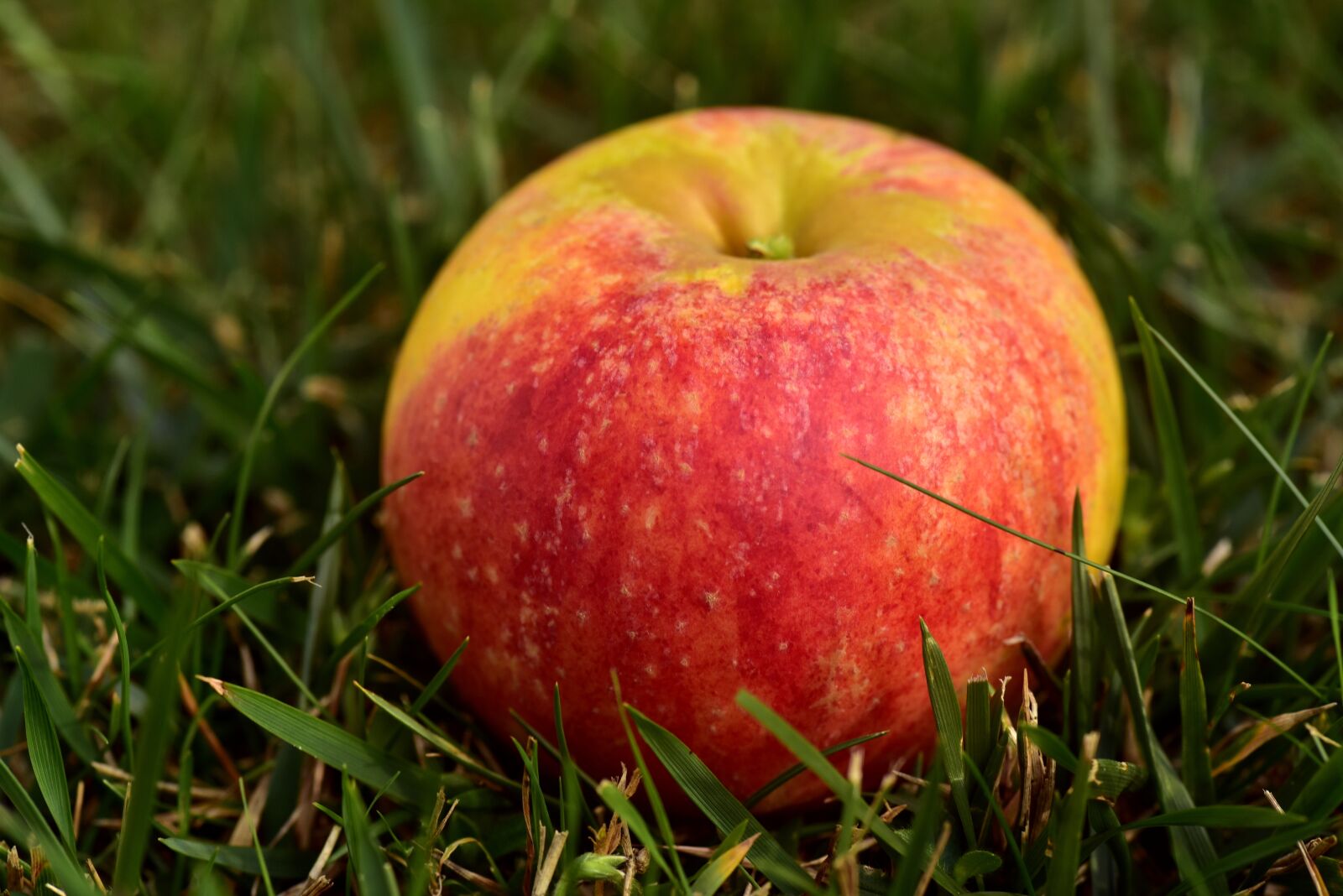 Nikon D750 sample photo. Apple, meadow, fruit photography