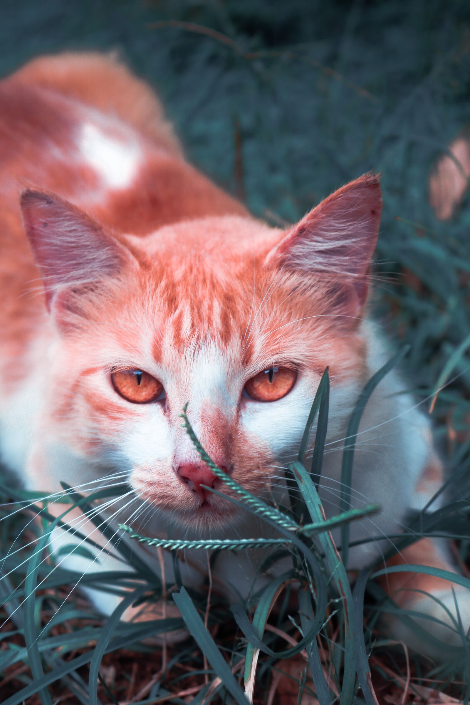 Canon EOS 750D (EOS Rebel T6i / EOS Kiss X8i) sample photo. Cat, grass, pet photography
