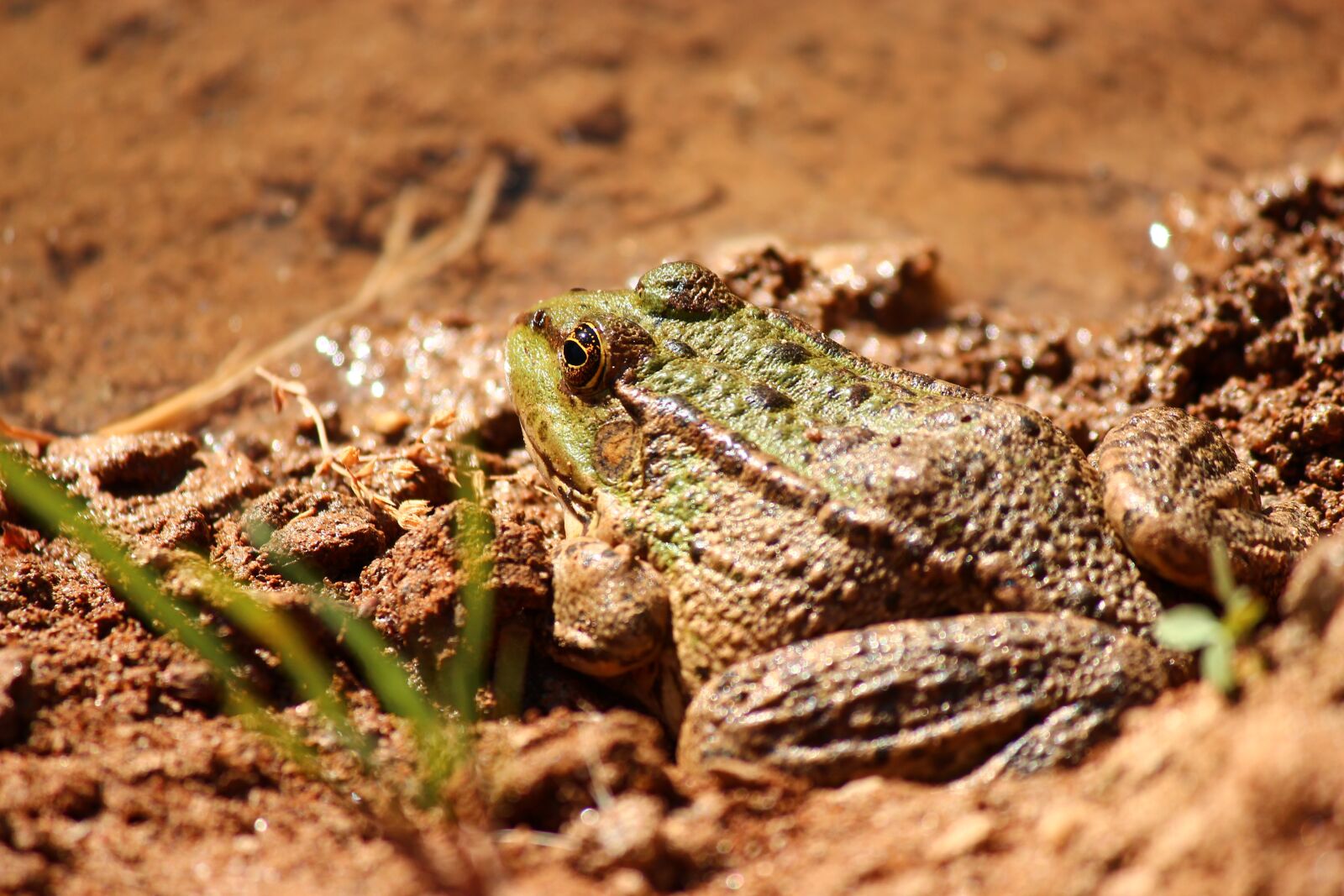 Canon EOS 600D (Rebel EOS T3i / EOS Kiss X5) sample photo. Nature, wildlife, frog photography
