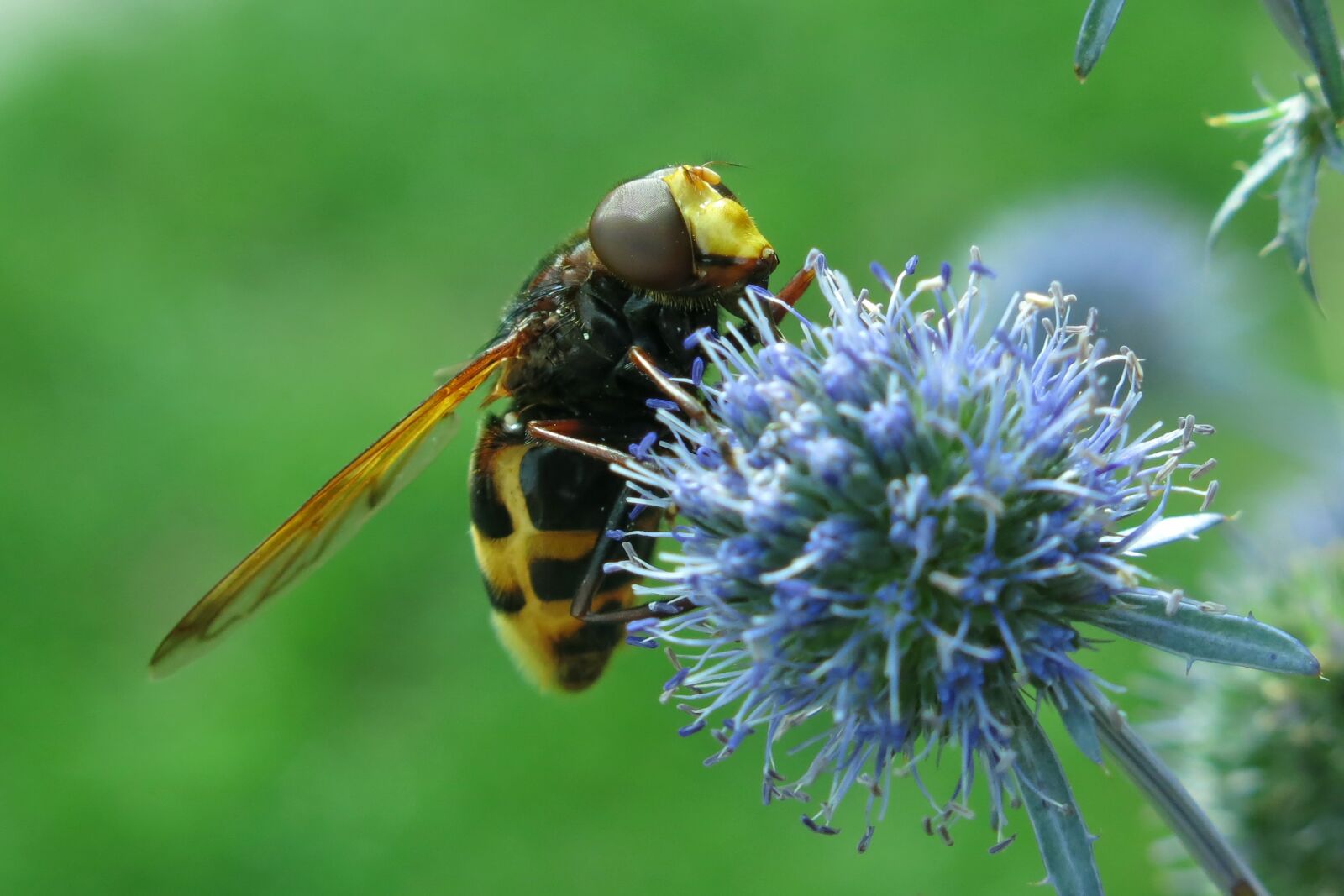 Canon PowerShot G15 sample photo. Hover fly, hornet hover photography