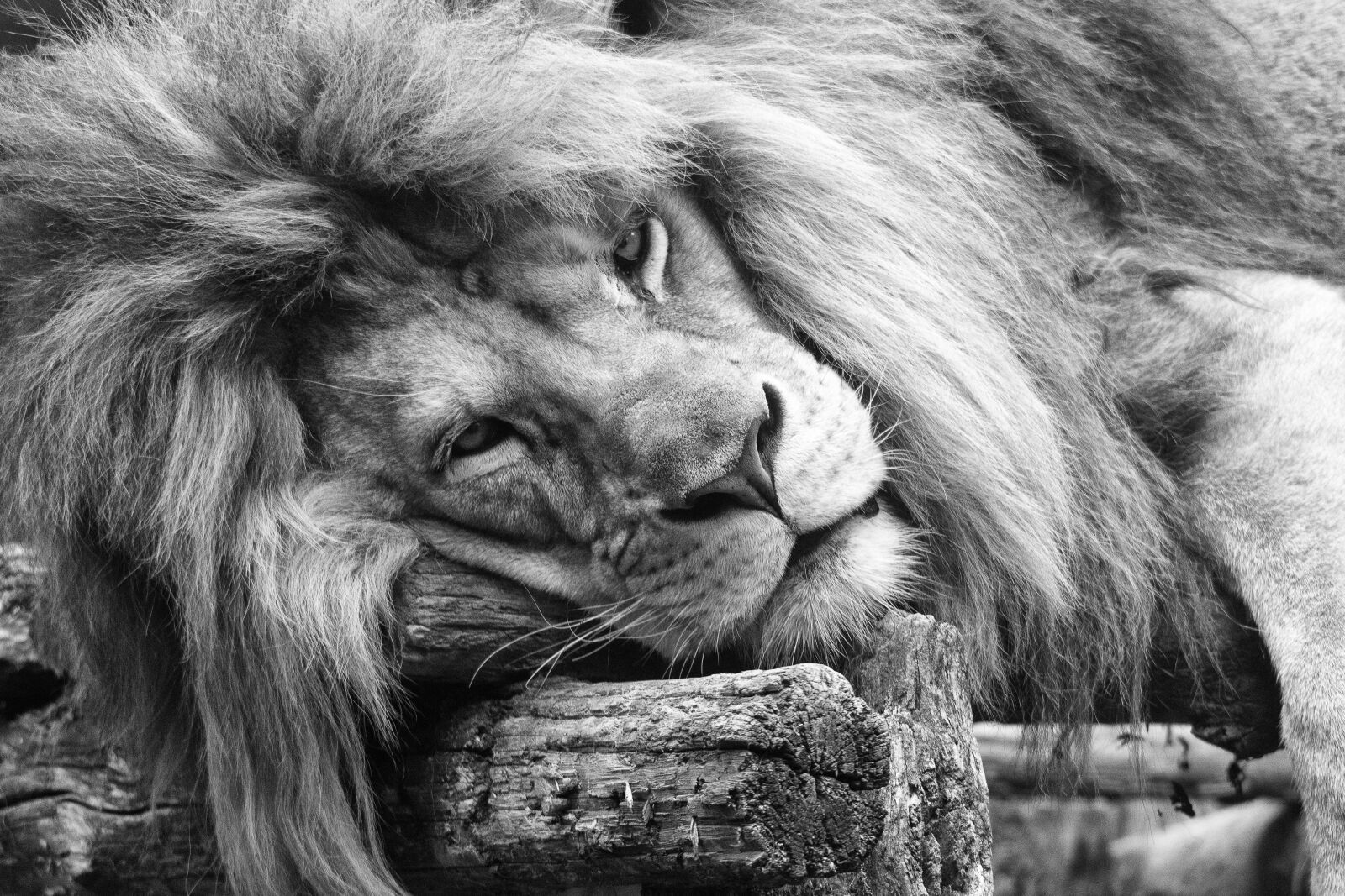Nikon D5600 sample photo. Lion, tawny, look photography