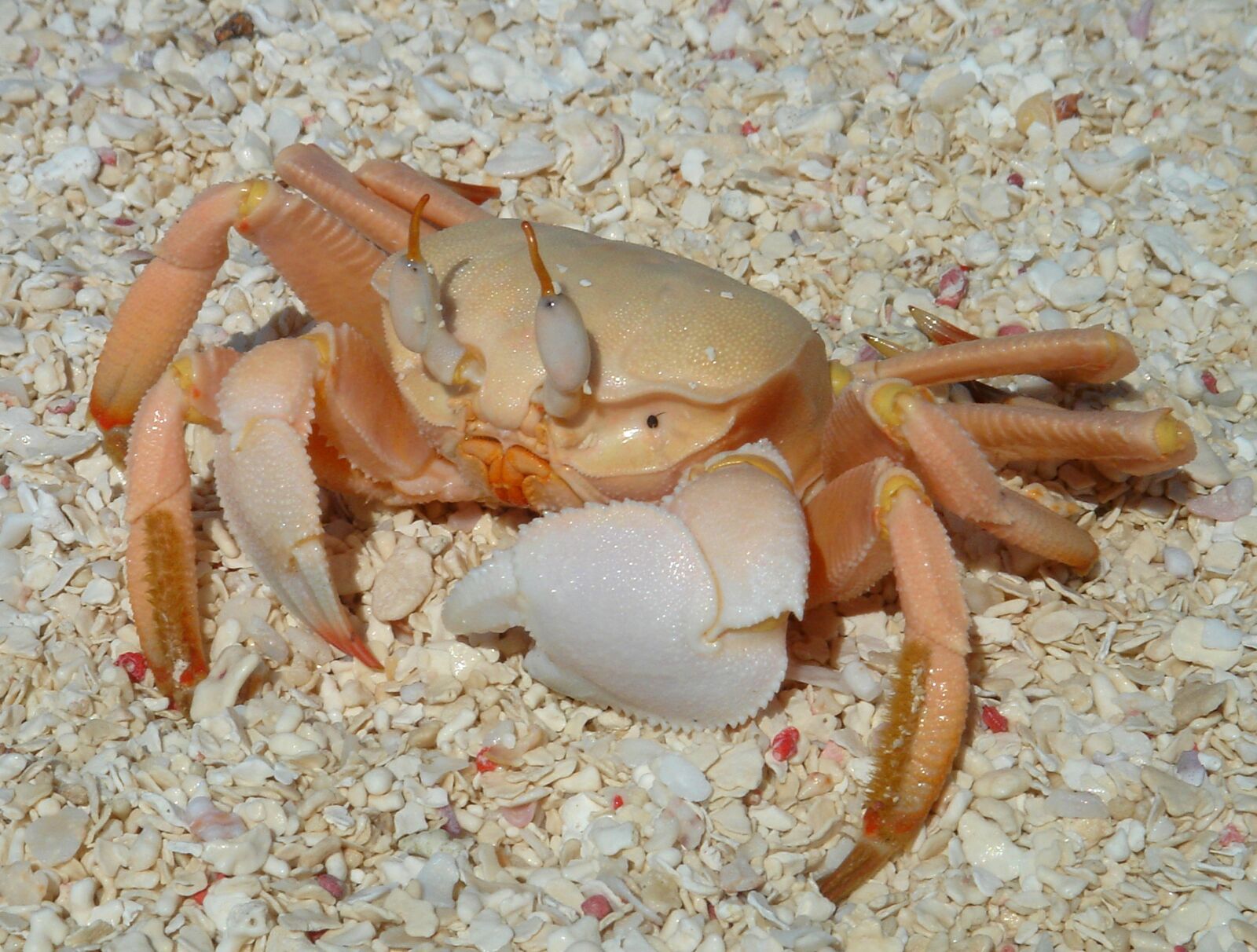 Sony DSC-T3 sample photo. Crab, beach, nature photography