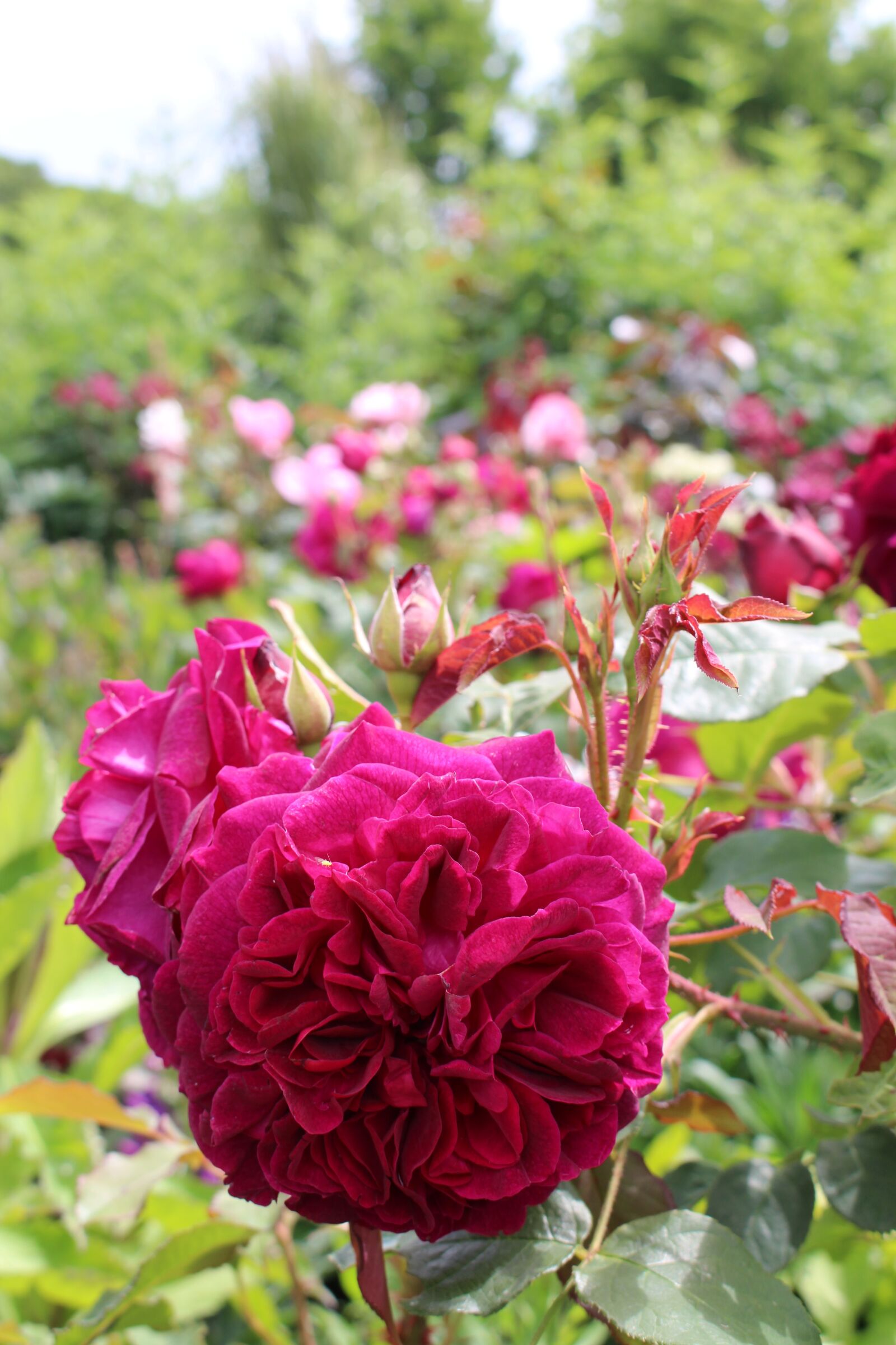 Canon EOS 700D (EOS Rebel T5i / EOS Kiss X7i) sample photo. Rose, violet, blossom photography