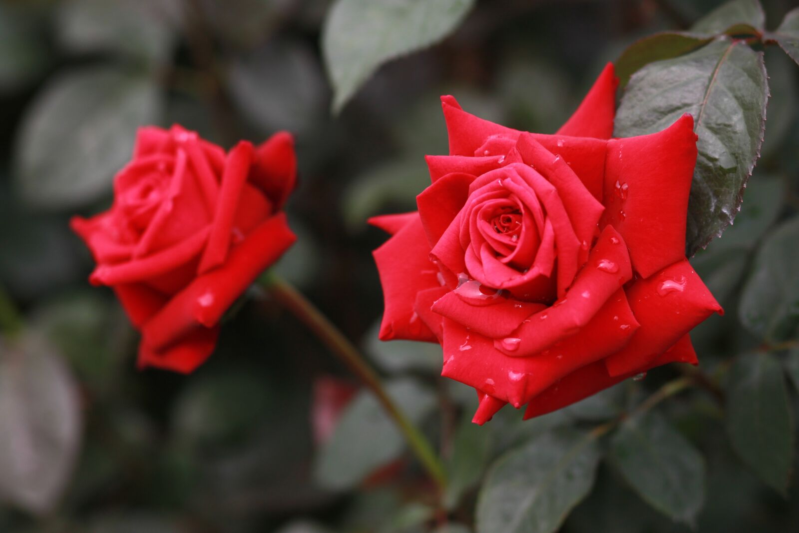Canon EOS 500D (EOS Rebel T1i / EOS Kiss X3) sample photo. Flowers, nature, plants photography