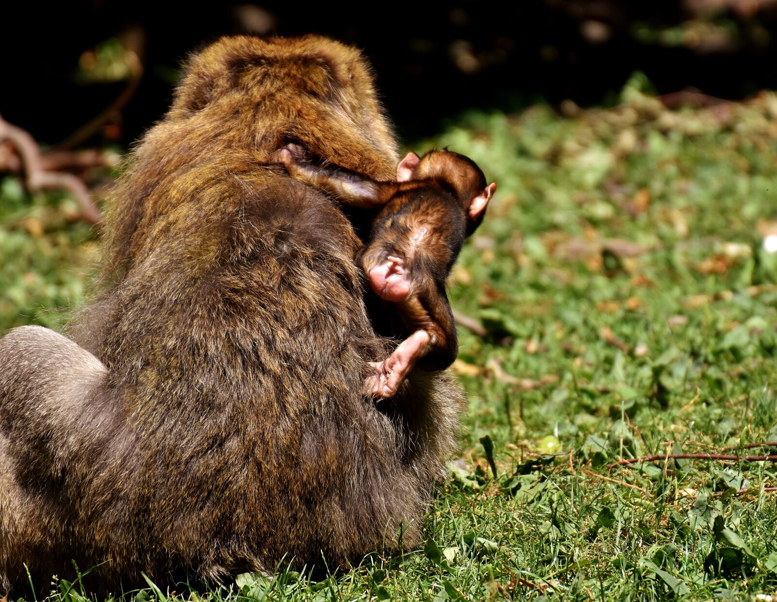 Nikon D7200 sample photo. Ape, baby monkey, curious photography