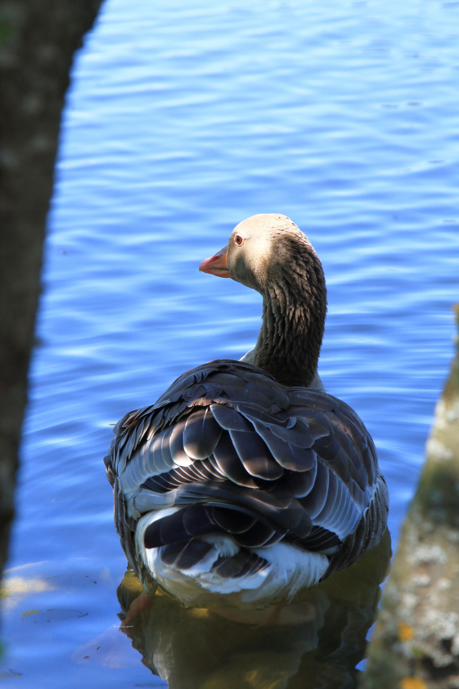 Canon EOS 7D sample photo. Duck, bird, sleeping duck photography