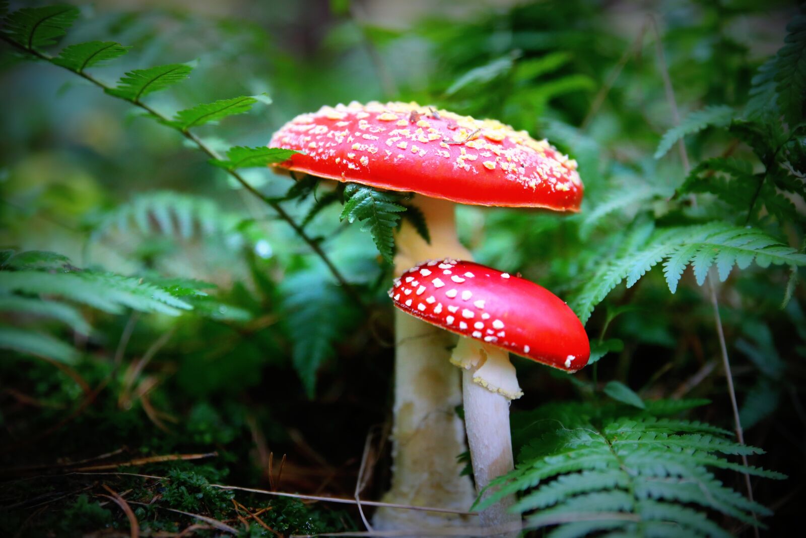 Canon EOS 6D sample photo. Mushroom, amanita, fly agaric photography