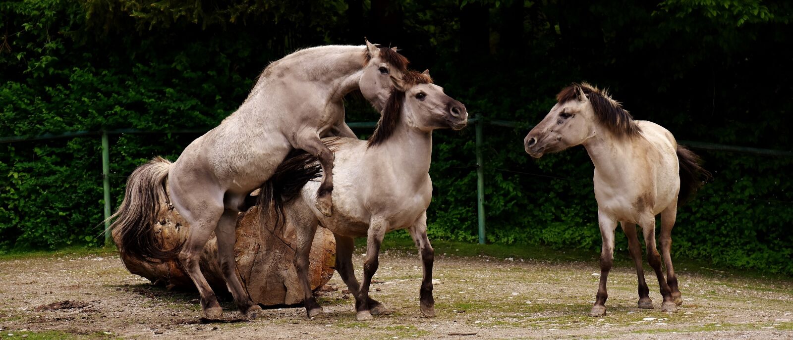 Nikon D7200 sample photo. Tarpan, horses, animals photography