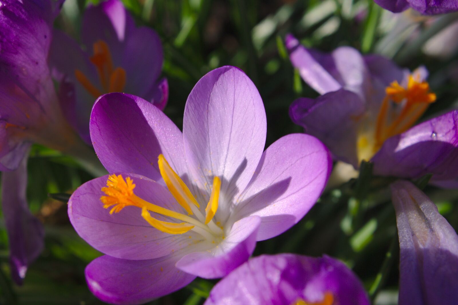 Canon EOS 1100D (EOS Rebel T3 / EOS Kiss X50) sample photo. Flower, purple, macro photography